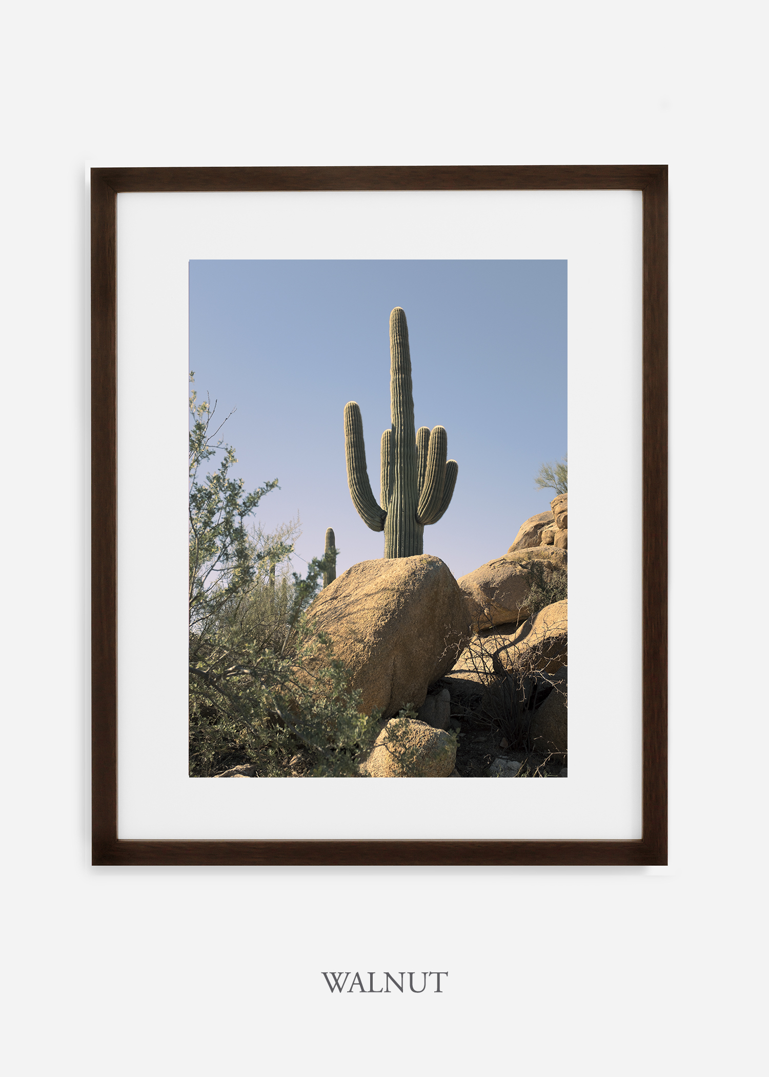 walnutframe-saguaroNo.14-wildercalifornia-art-wallart-cactusprint-homedecor-prints-arizona-botanical-artwork-interiordesign.jpg
