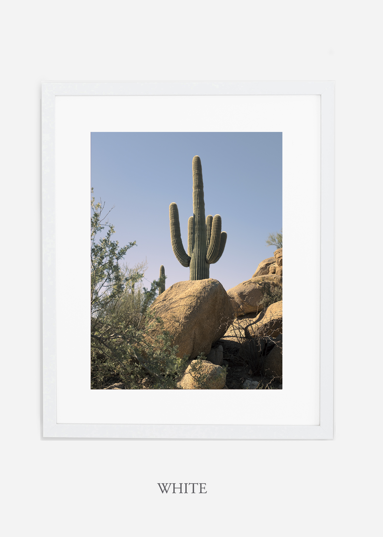 whiteframe-saguaroNo.14-wildercalifornia-art-wallart-cactusprint-homedecor-prints-arizona-botanical-artwork-interiordesign.jpg