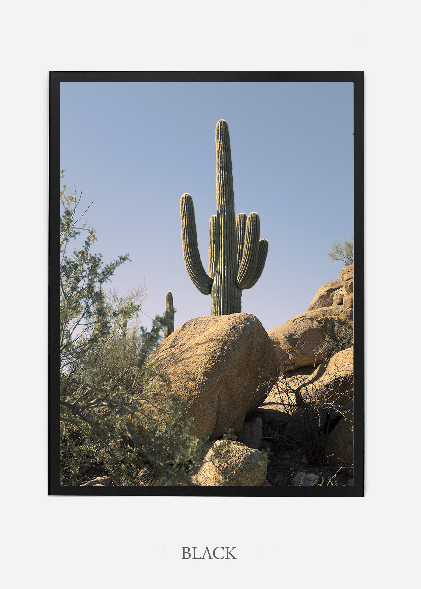 nomat-blackframe-saguaroNo.14-wildercalifornia-art-wallart-cactusprint-homedecor-prints-arizona-botanical-artwork-interiordesign.jpg