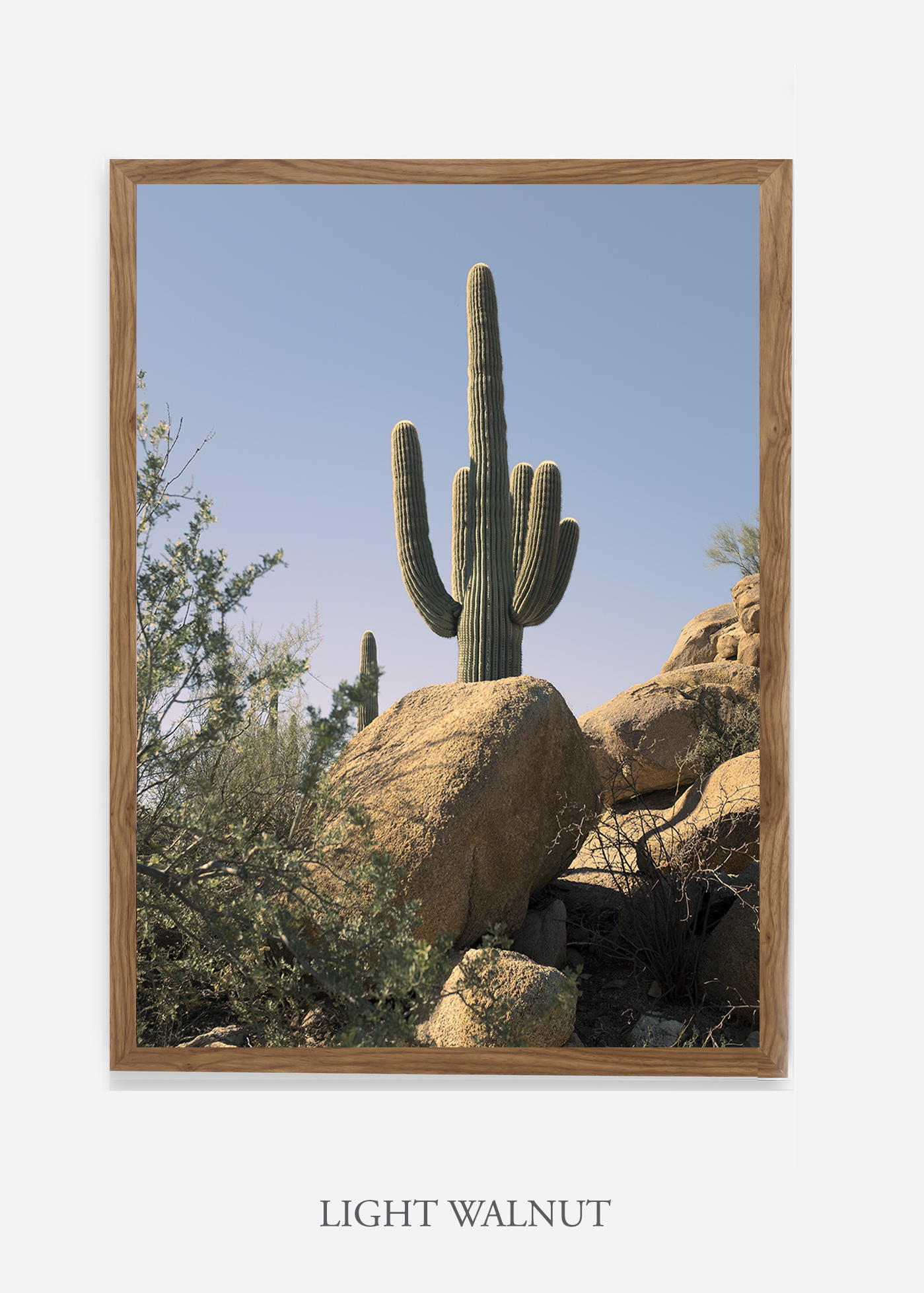 nomat-lightwalnutframe-saguaroNo.14-wildercalifornia-art-wallart-cactusprint-homedecor-prints-arizona-botanical-artwork-interiordesign.jpg