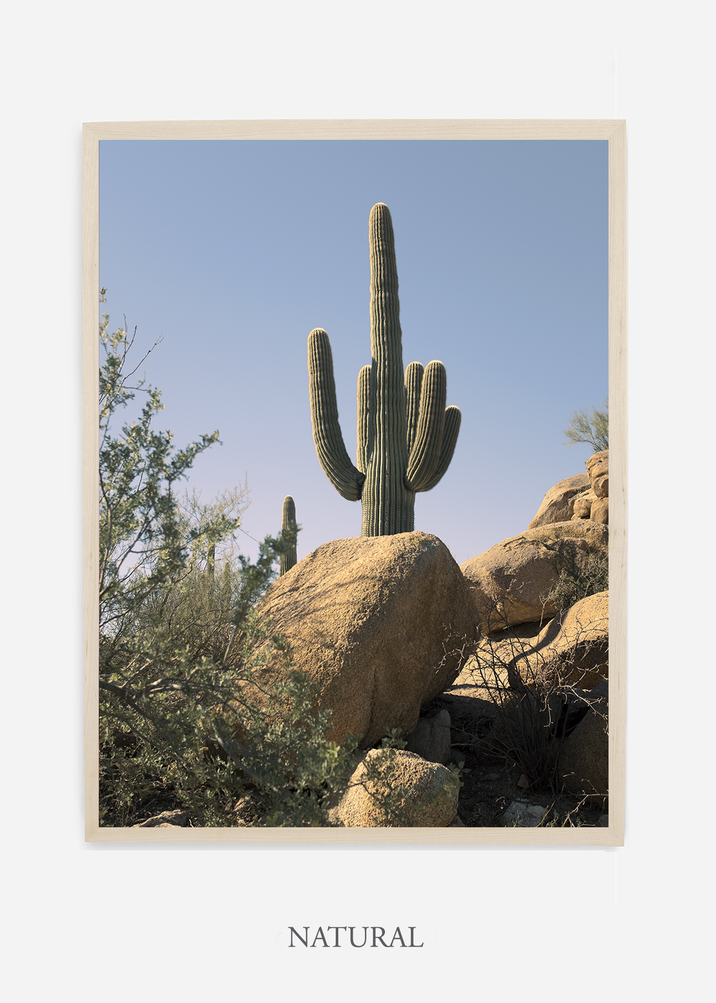 nomat-naturalframe-saguaroNo.14-wildercalifornia-art-wallart-cactusprint-homedecor-prints-arizona-botanical-artwork-interiordesign.jpg