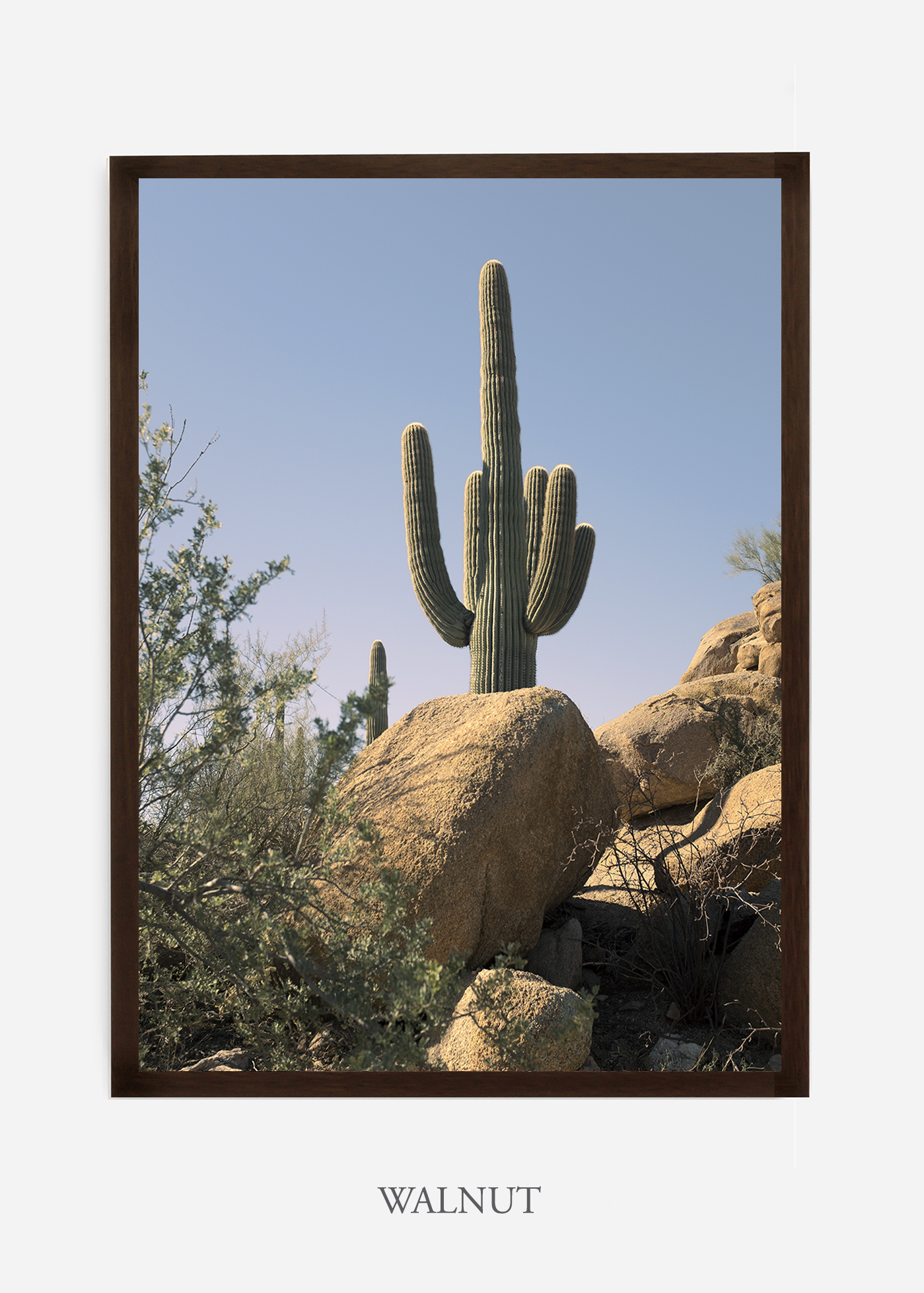 nomat-walnutframe-saguaroNo.14-wildercalifornia-art-wallart-cactusprint-homedecor-prints-arizona-botanical-artwork-interiordesign.jpg