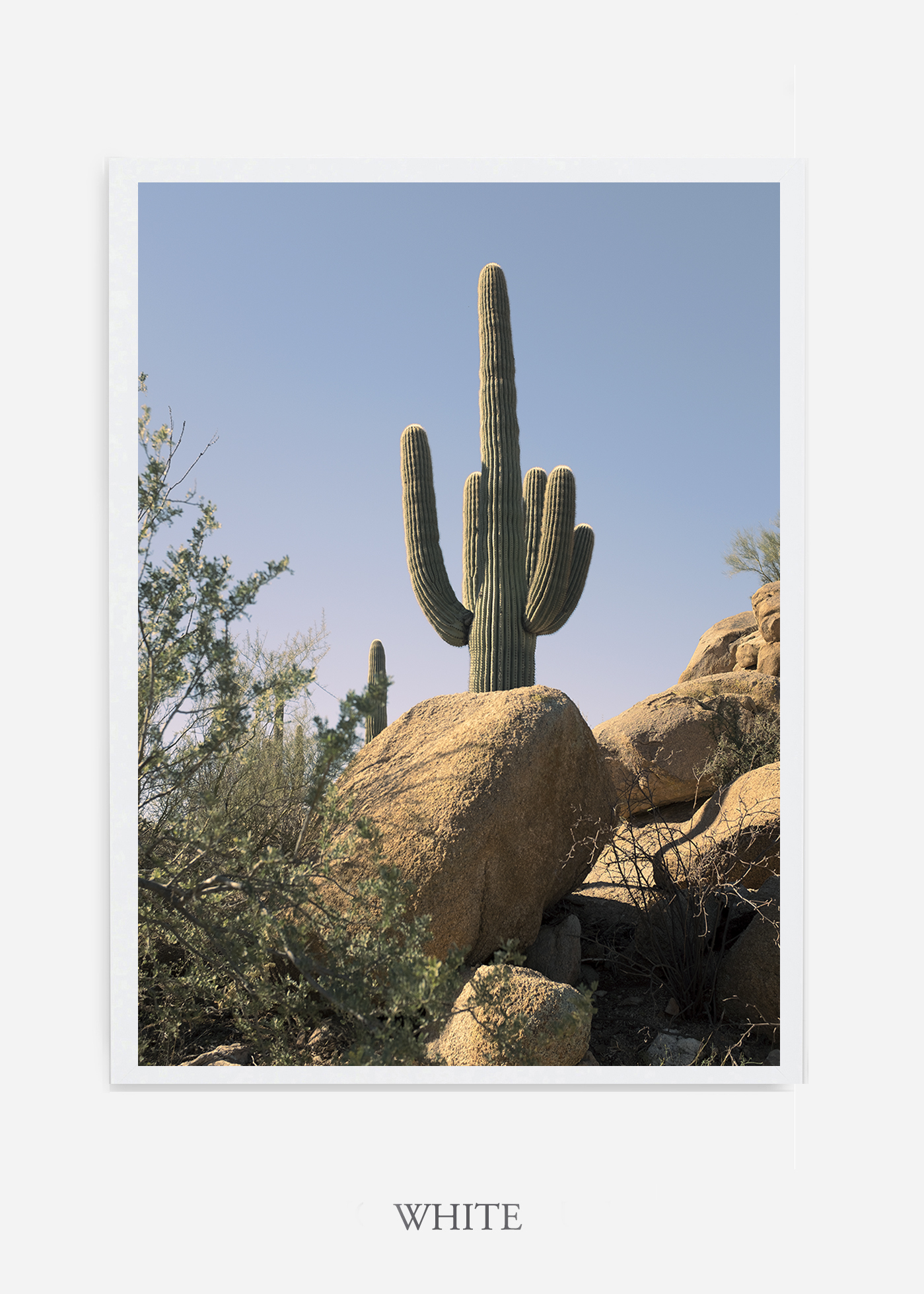 nomat-whiteframe-saguaroNo.14-wildercalifornia-art-wallart-cactusprint-homedecor-prints-arizona-botanical-artwork-interiordesign.jpg