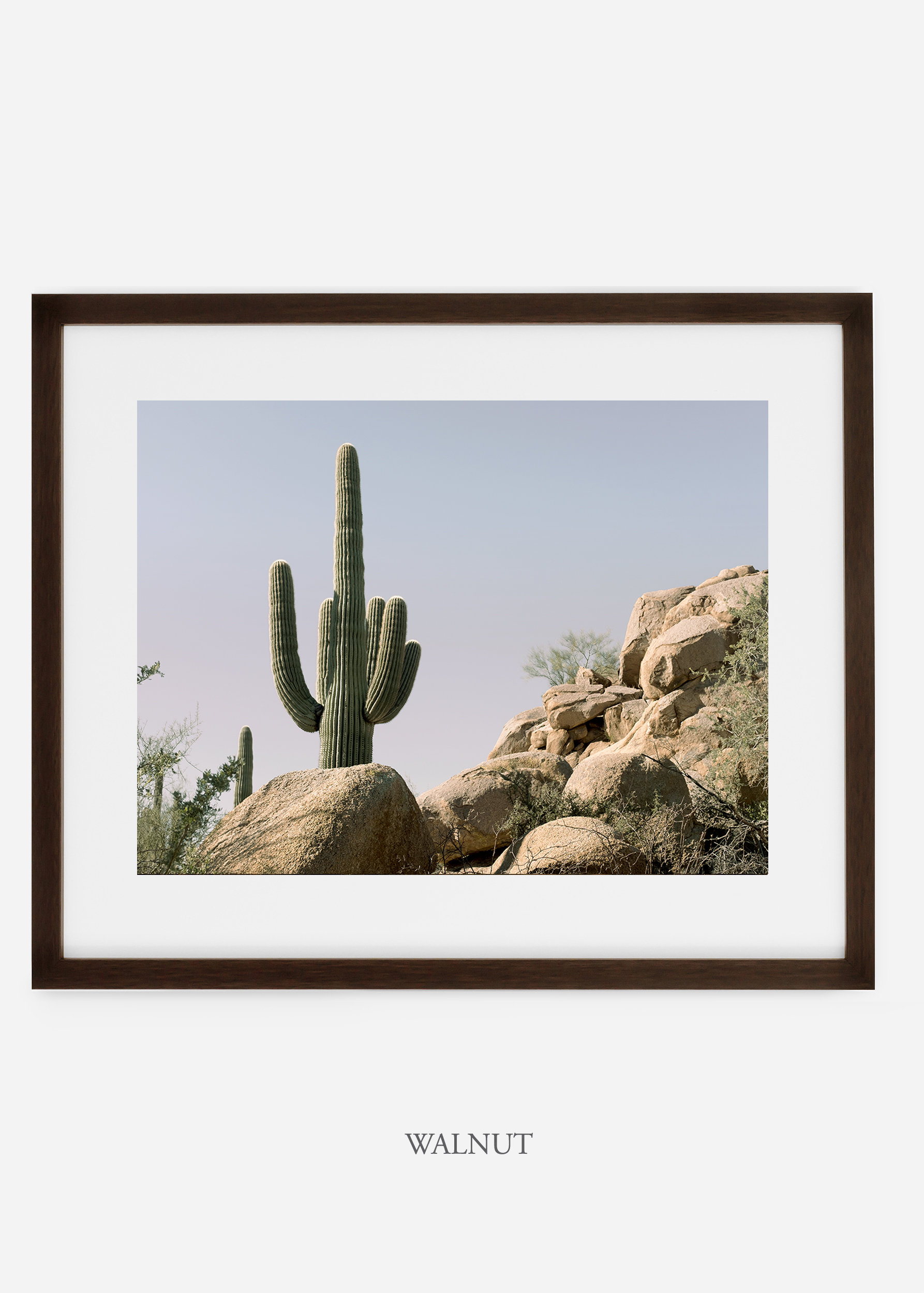 walnutframe-saguaroNo.17-wildercalifornia-art-wallart-cactusprint-homedecor-prints-arizona-botanical-artwork-interiordesign.jpg