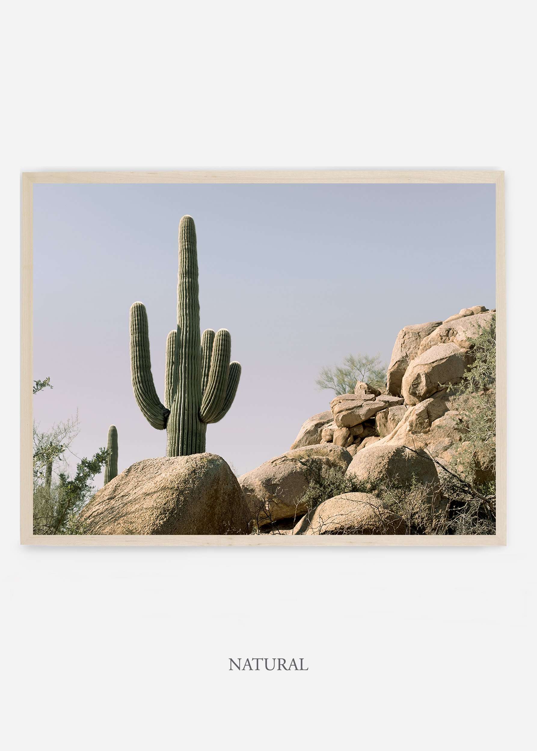 nomat_naturalframe-saguaroNo.17-wildercalifornia-art-wallart-cactusprint-homedecor-prints-arizona-botanical-artwork-interiordesign.jpg