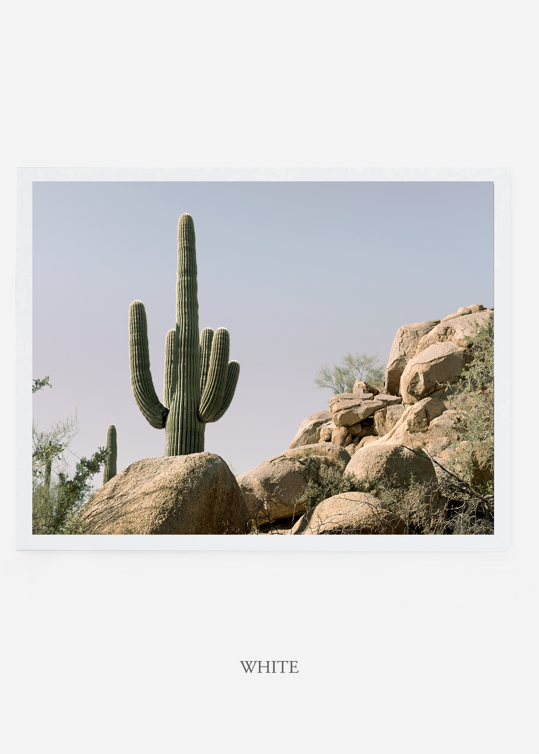 nomat_whiteframe-saguaroNo.17-wildercalifornia-art-wallart-cactusprint-homedecor-prints-arizona-botanical-artwork-interiordesign.jpg