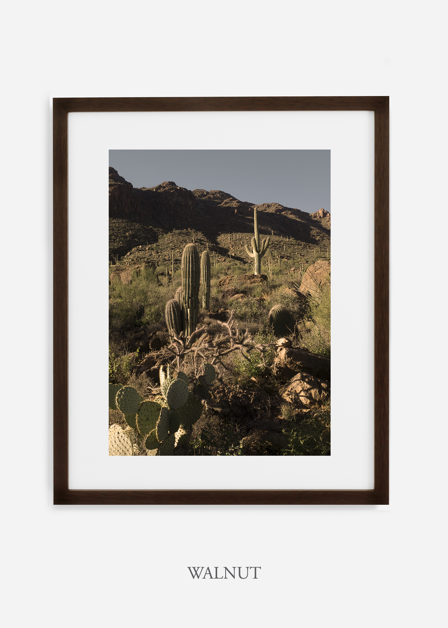 walnutframe-saguaroNo.18-wildercalifornia-art-wallart-cactusprint-homedecor-prints-arizona-botanical-artwork-interiordesign.jpg