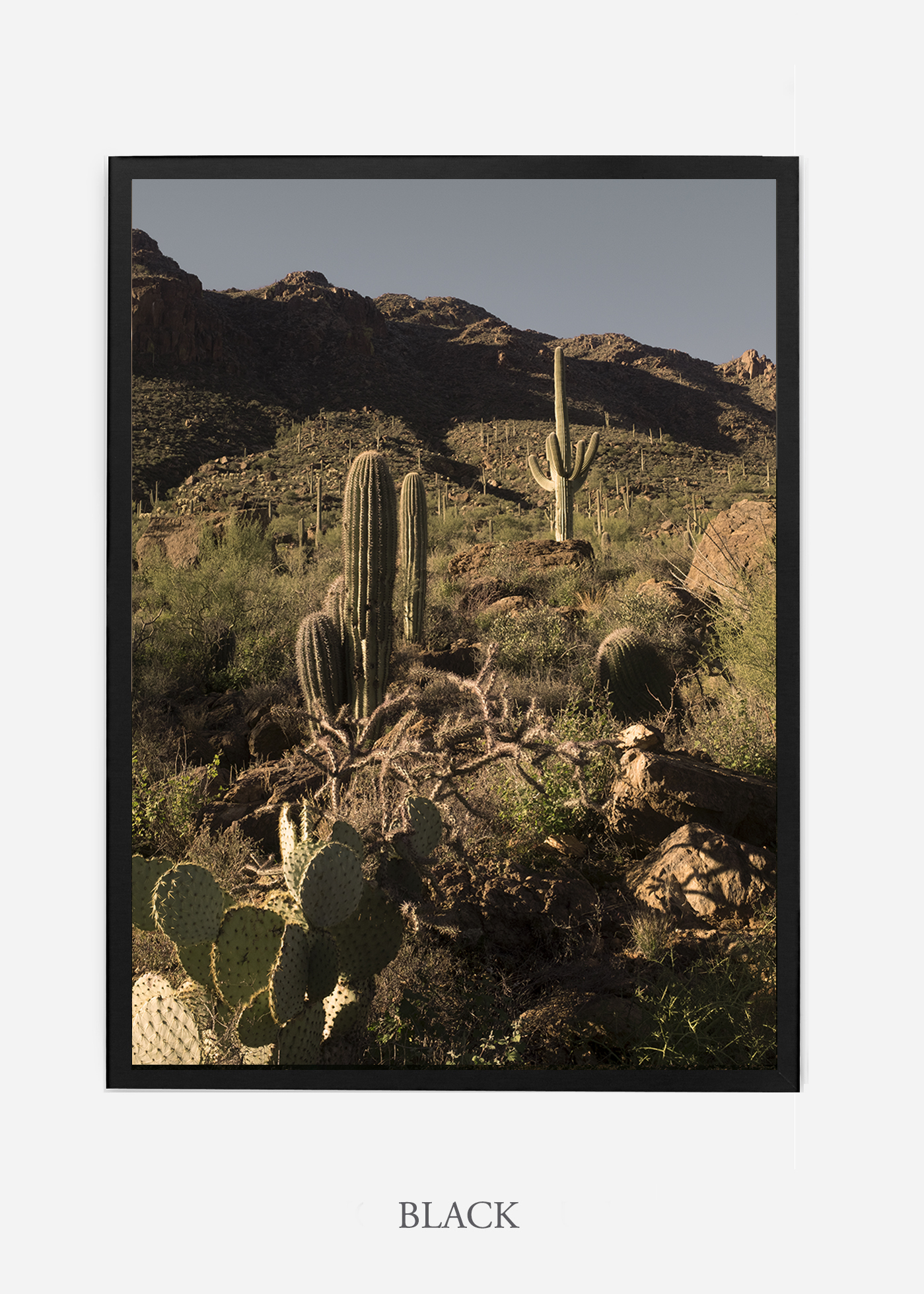 nomat-blackframe-saguaroNo.18-wildercalifornia-art-wallart-cactusprint-homedecor-prints-arizona-botanical-artwork-interiordesign.jpg