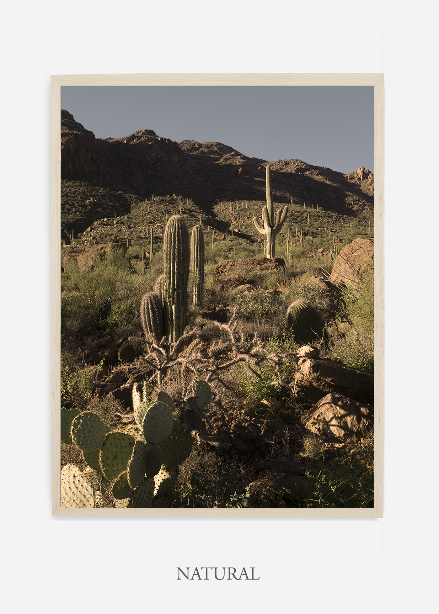 nomat-naturalframe-saguaroNo.18-wildercalifornia-art-wallart-cactusprint-homedecor-prints-arizona-botanical-artwork-interiordesign.jpg