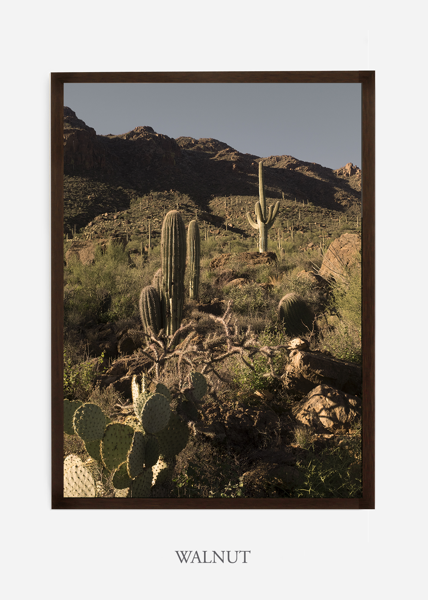 nomat-walnutframe-saguaroNo.18-wildercalifornia-art-wallart-cactusprint-homedecor-prints-arizona-botanical-artwork-interiordesign.jpg