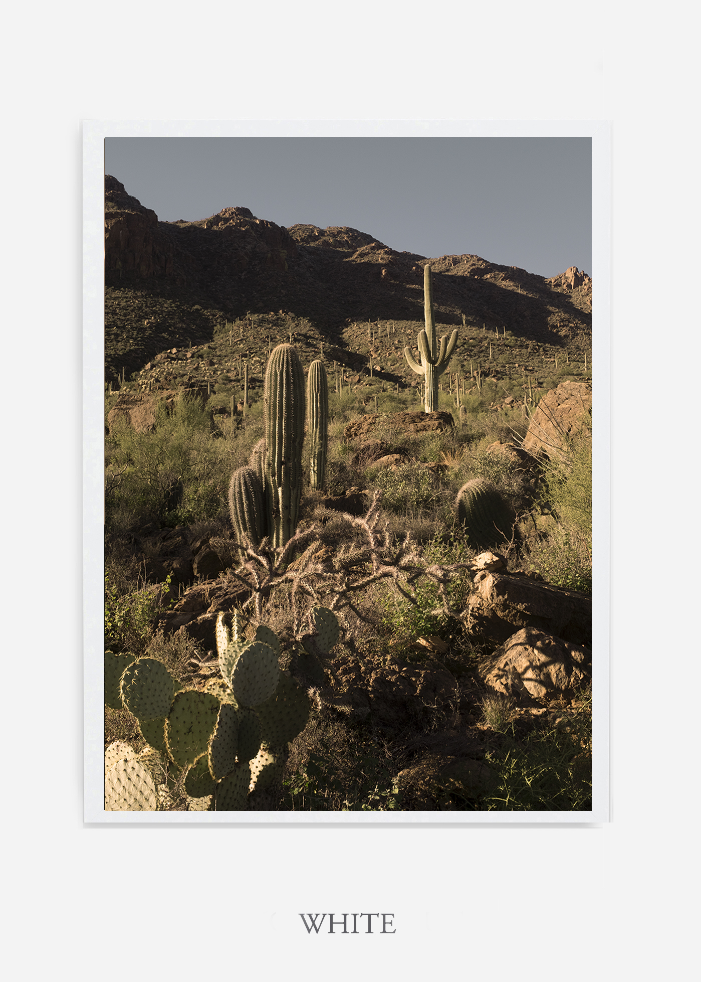 nomat-whiteframe-saguaroNo.18-wildercalifornia-art-wallart-cactusprint-homedecor-prints-arizona-botanical-artwork-interiordesign.jpg