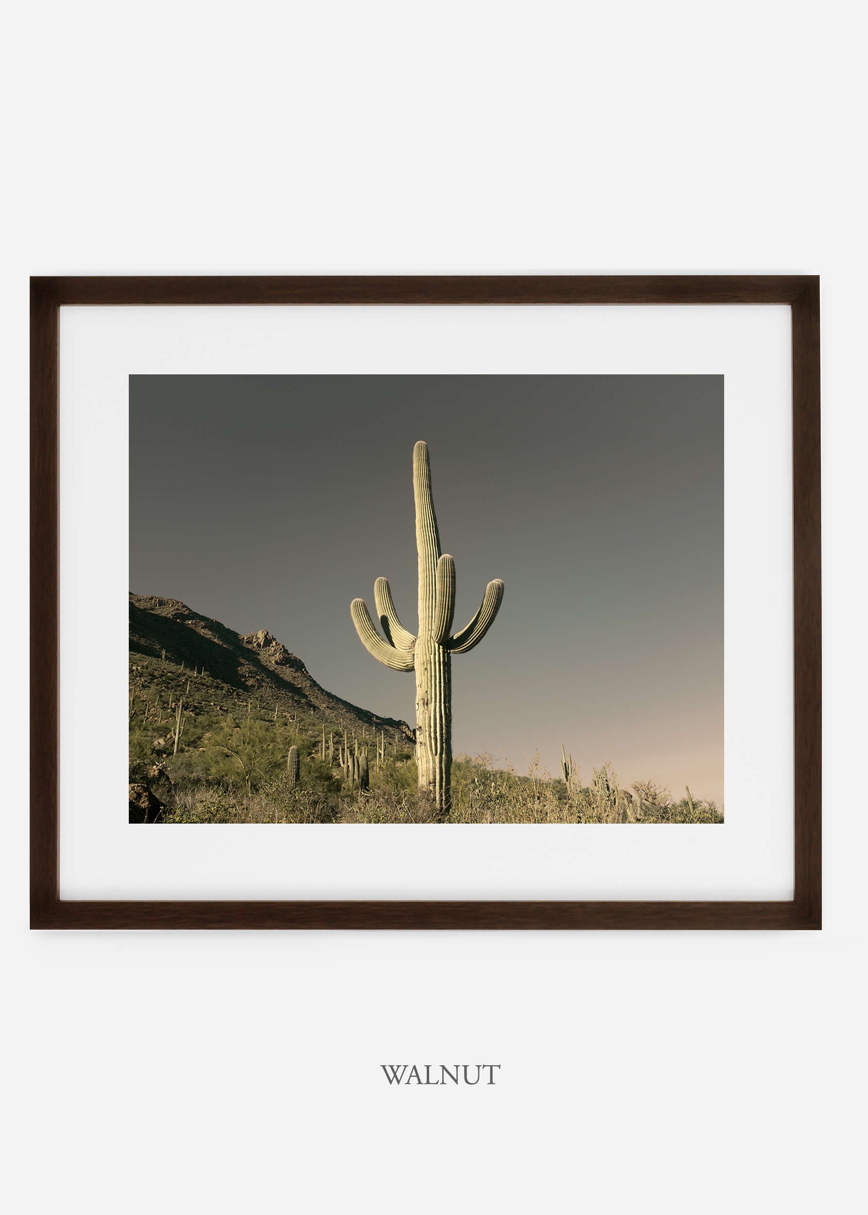 walnutframe-saguaroNo.19-wildercalifornia-art-wallart-cactusprint-homedecor-prints-arizona-botanical-artwork-interiordesign.jpg