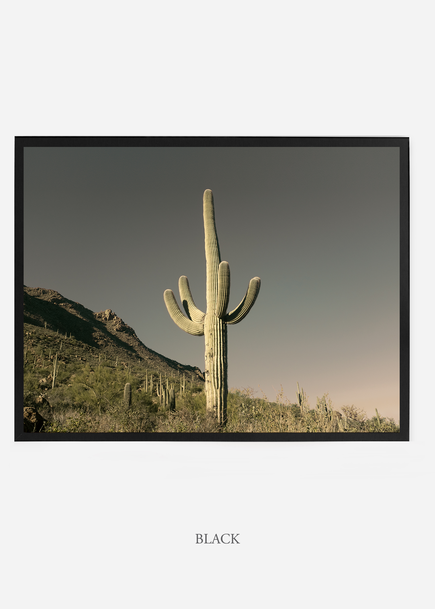 nomat_blackframe-saguaroNo.19-wildercalifornia-art-wallart-cactusprint-homedecor-prints-arizona-botanical-artwork-interiordesign.jpg