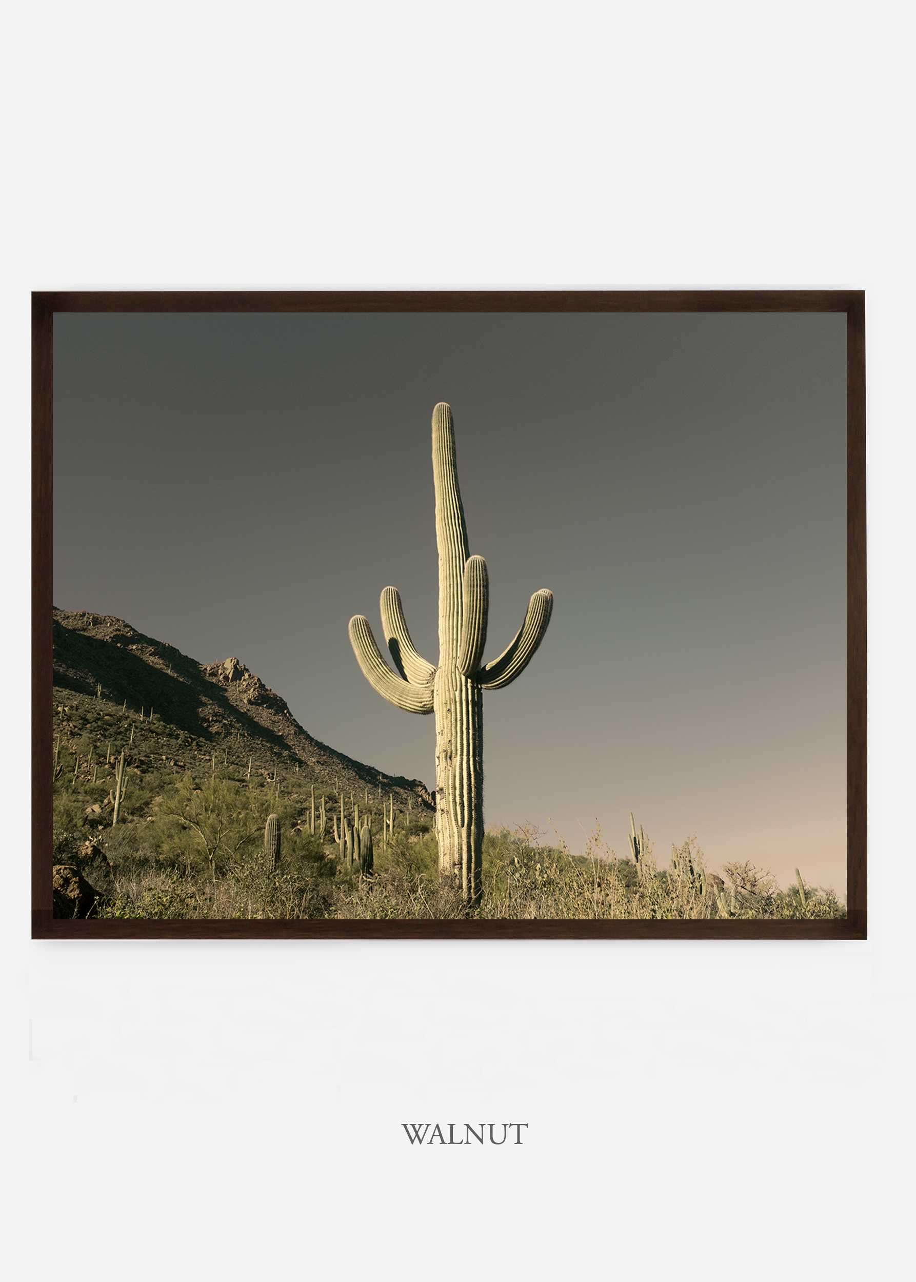 nomat_walnutframe-saguaroNo.19-wildercalifornia-art-wallart-cactusprint-homedecor-prints-arizona-botanical-artwork-interiordesign.jpg