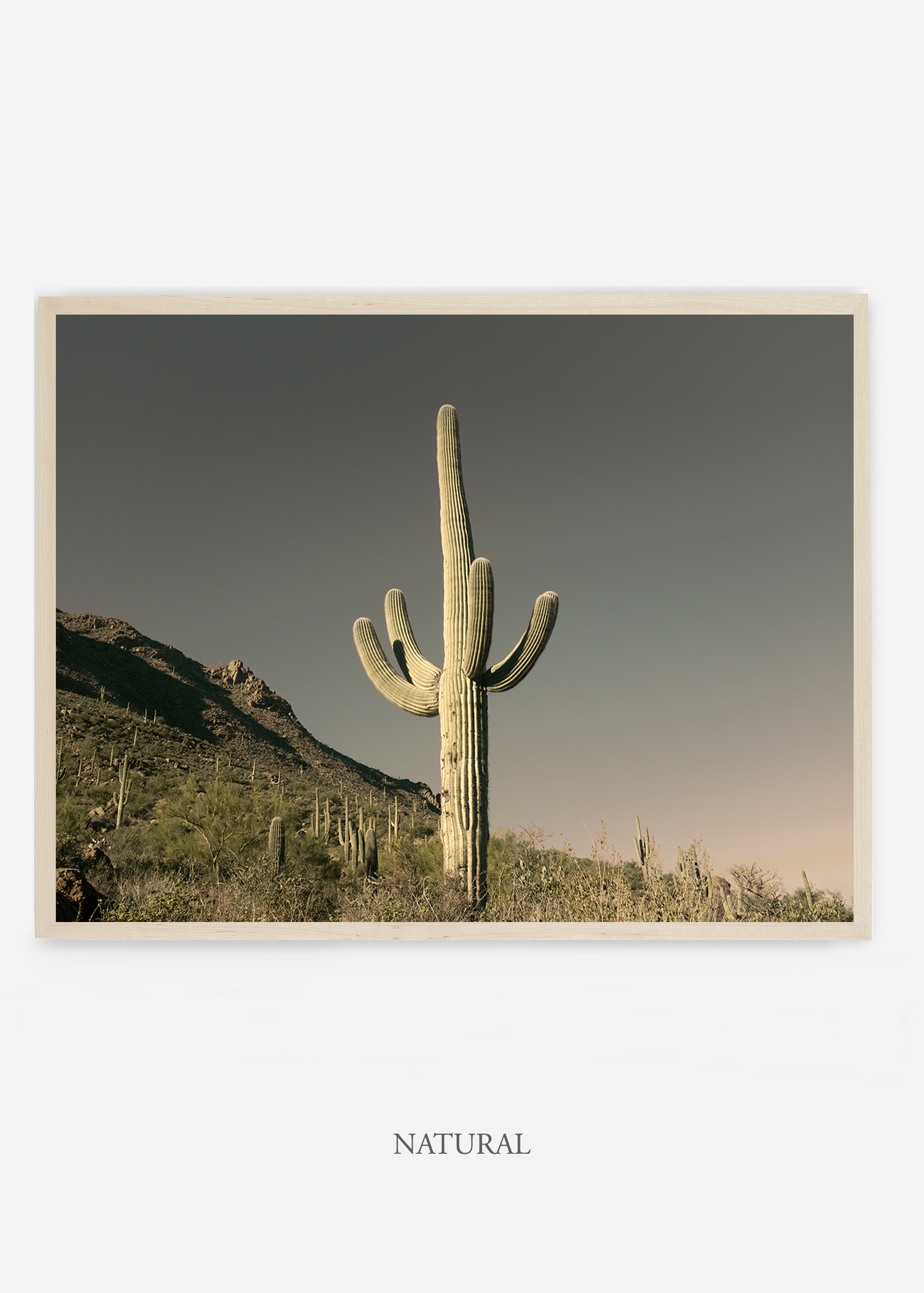 nomat_naturalframe-saguaroNo.19-wildercalifornia-art-wallart-cactusprint-homedecor-prints-arizona-botanical-artwork-interiordesign.jpg