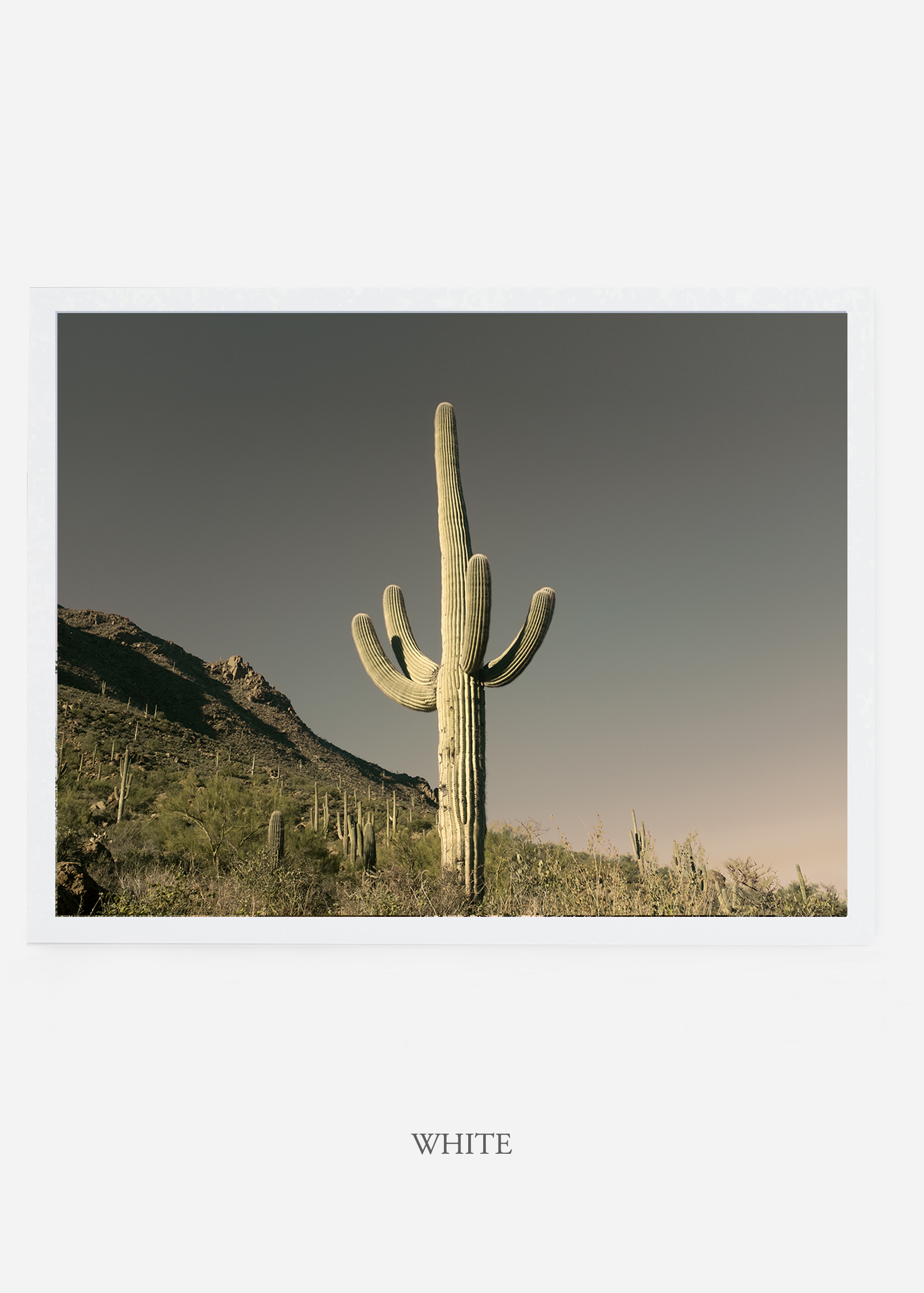 nomat_whiteframe-saguaroNo.19-wildercalifornia-art-wallart-cactusprint-homedecor-prints-arizona-botanical-artwork-interiordesign.jpg