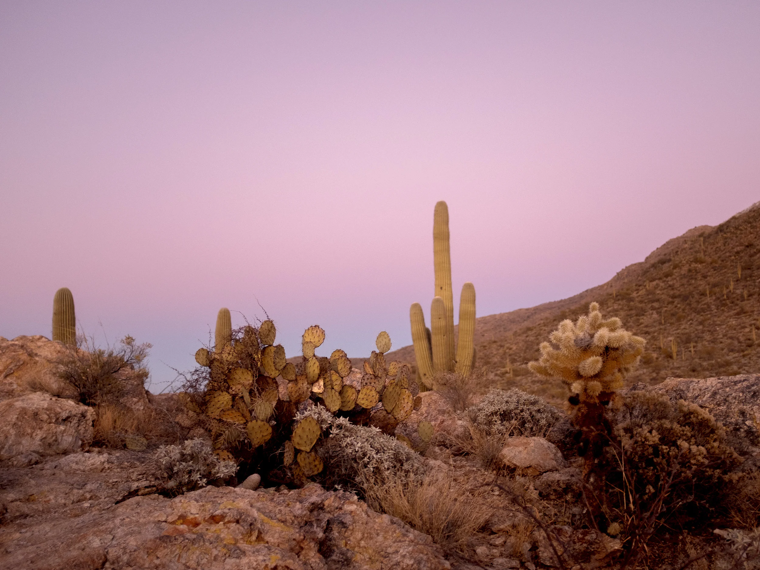 wilder-california-saguaro-print-collection-banner.jpg