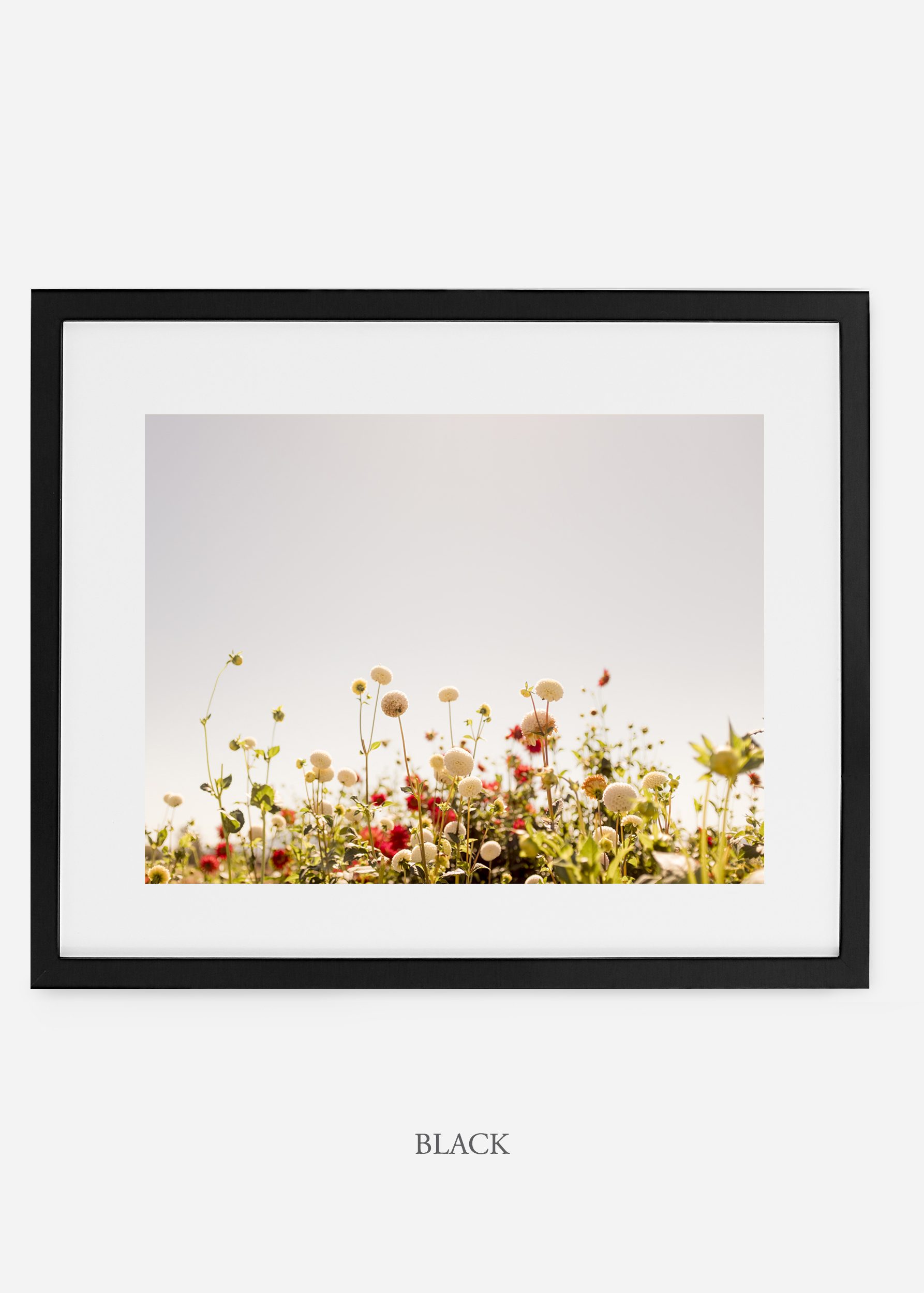 wilder-california-blackframe-dahlia-5-minimal-botanical-print-art-interior-design.jpg