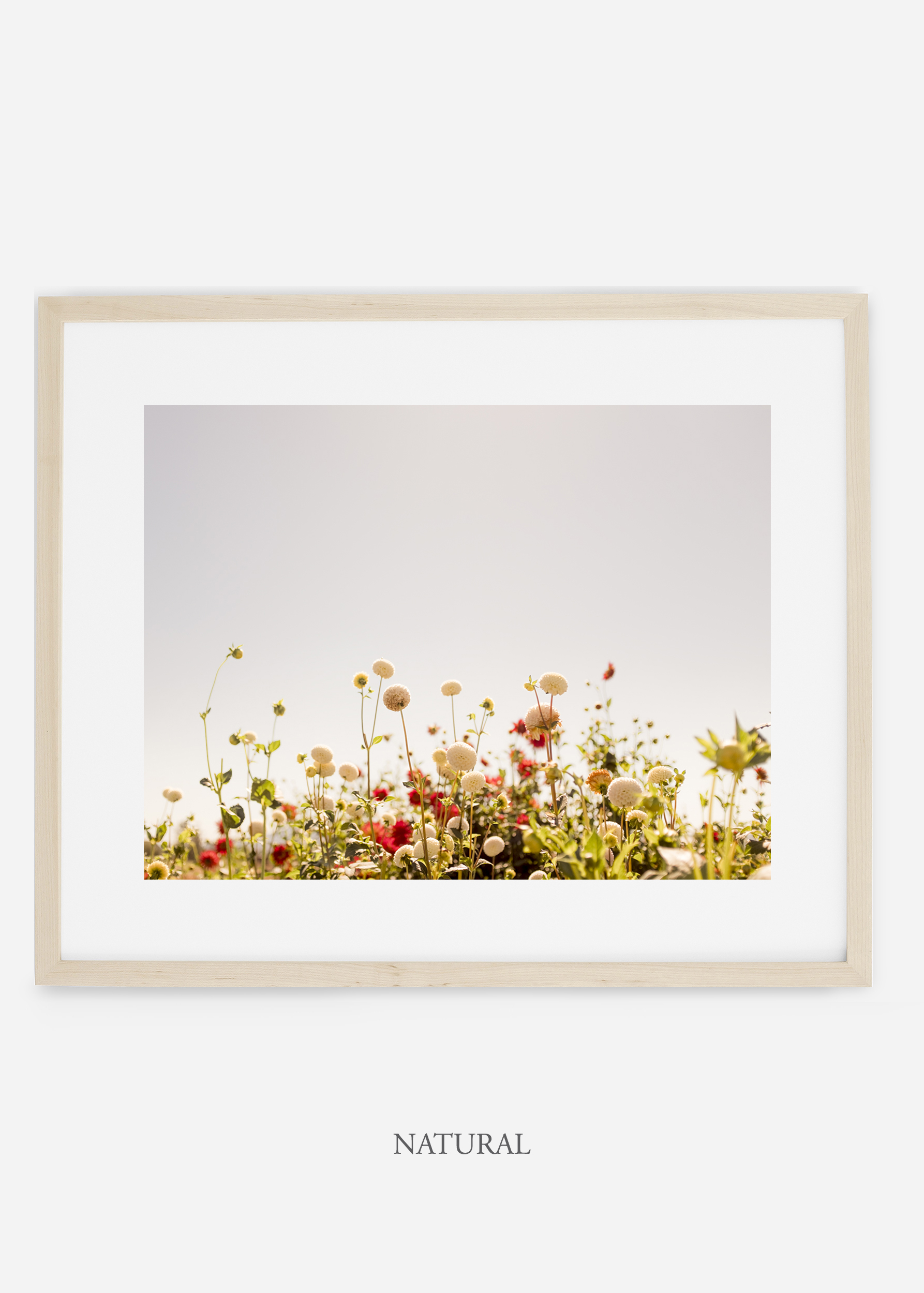 wilder-california-naturalframe-dahlia-5-minimal-botanical-print-art-interior-design.jpg