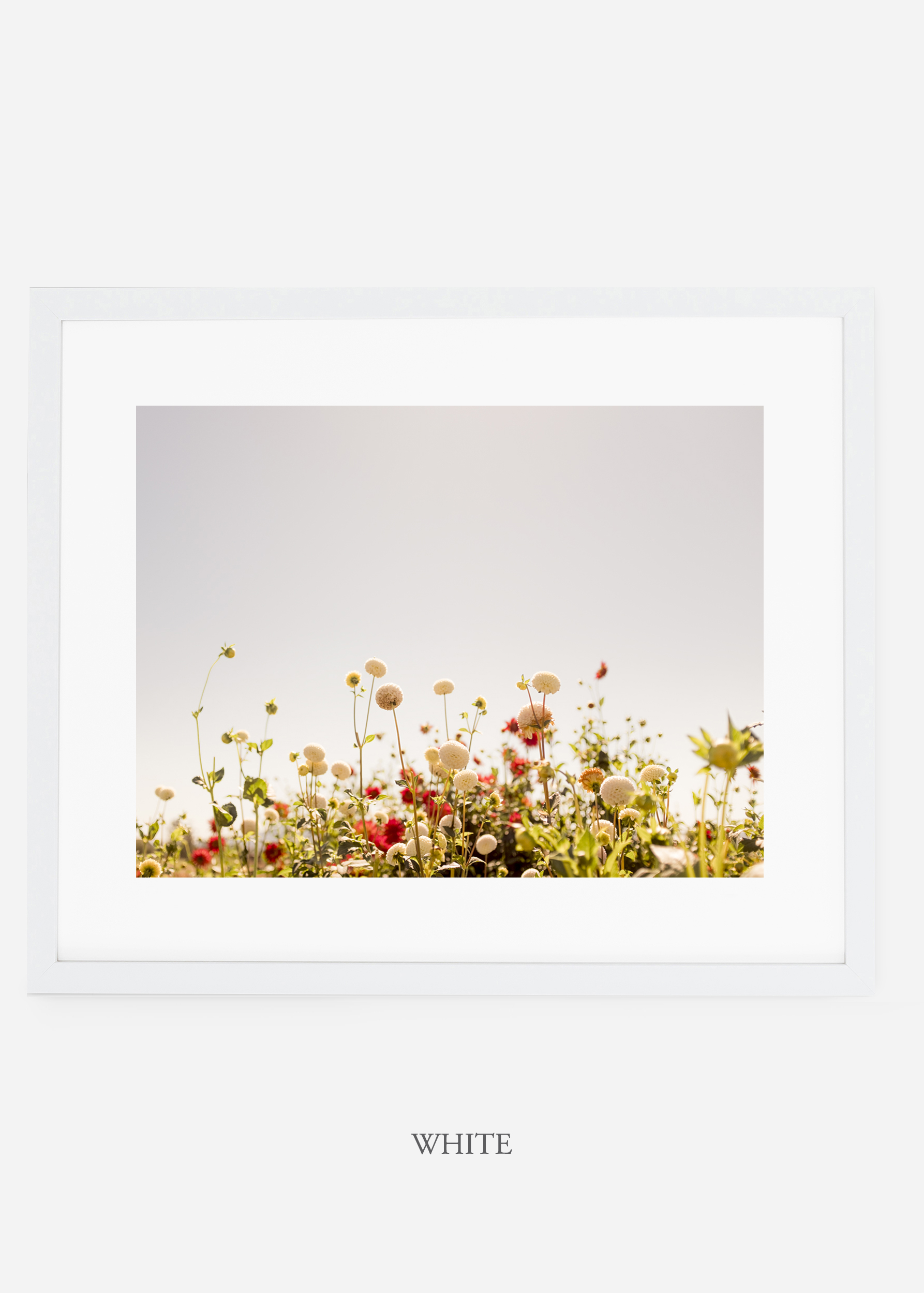 wilder-california-whiteframe-dahlia-5-minimal-botanical-print-art-interior-design.jpg