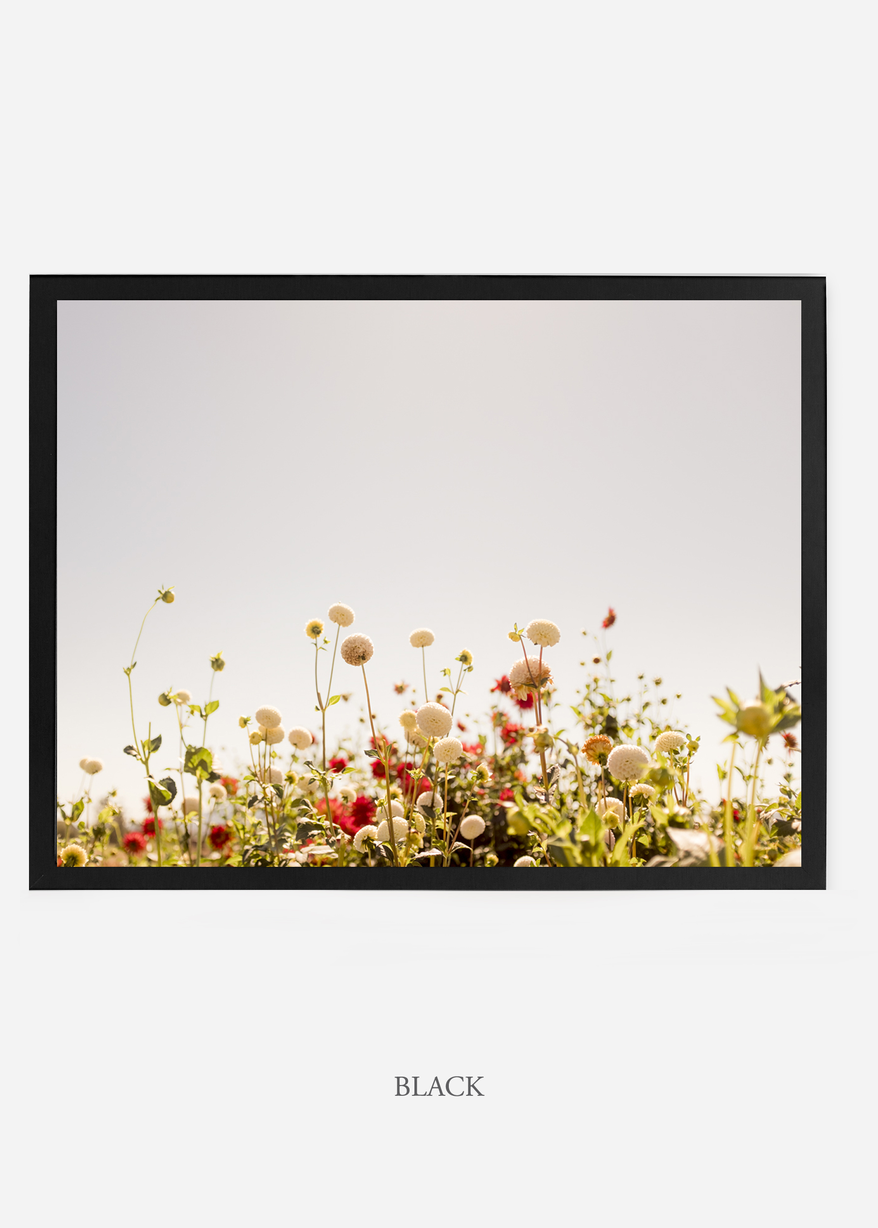 NoMat-BlackFrame-DahliaNo.5-Wilder-California-Art-Floral-Home-decor-Prints-Dahlia-Botanical-Artwork-Interior-design.jpg