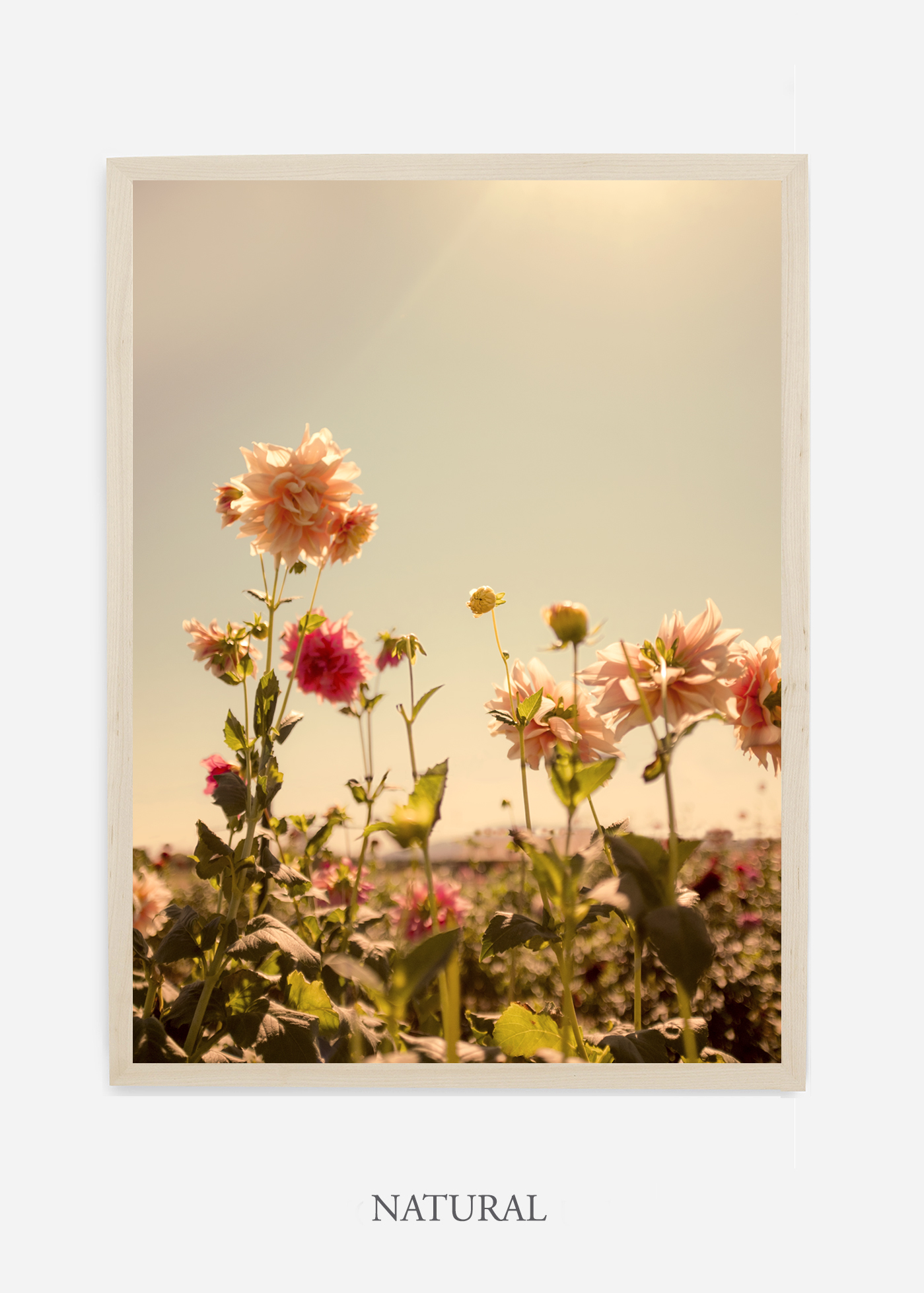 DahliaNo.3_naturalframe__NoMat_interiordesign_botanicalprint_art.jpg