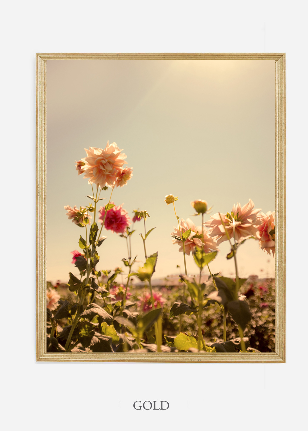 NoMat-Gold-Frame-DahliaNo.3-Wilder-California-Art-Floral-Home-decor-Prints-Dahlia-Botanical-Artwork-Interior-design.jpg