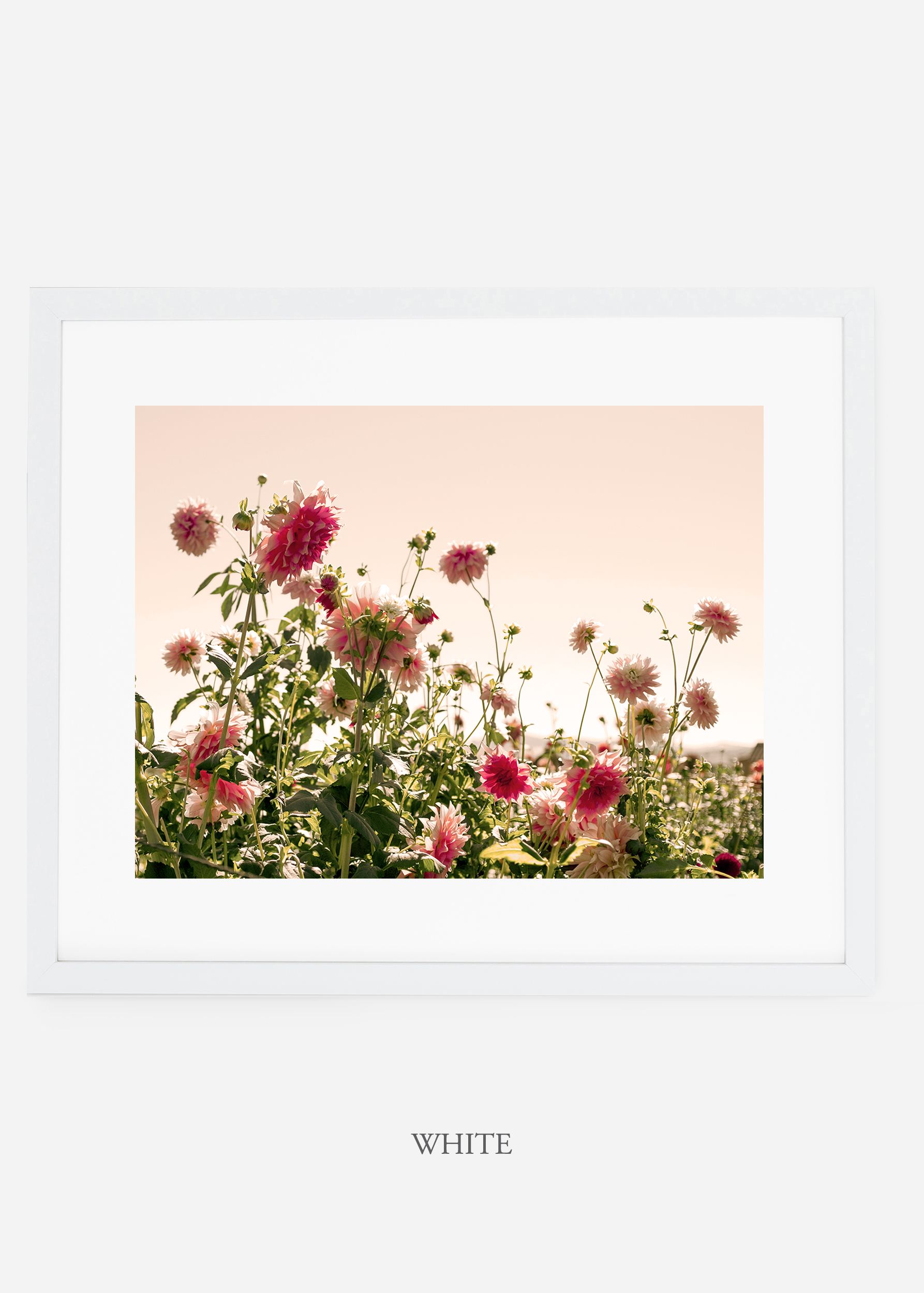 wilder-california-whiteframe-dahlia-7-minimal-botanical-print-art-interior-design.jpg