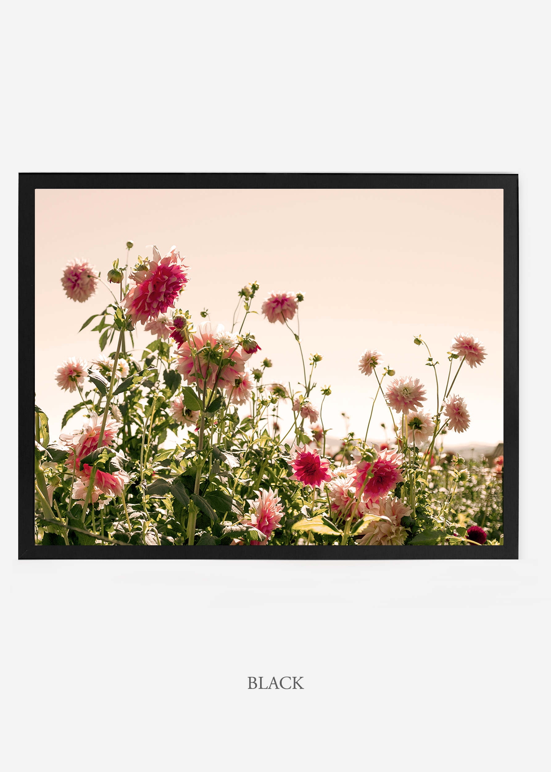 NoMat-BlackFrame-DahliaNo.7-Wilder-California-Art-Floral-Home-decor-Prints-Dahlia-Botanical-Artwork-Interior-design.jpg