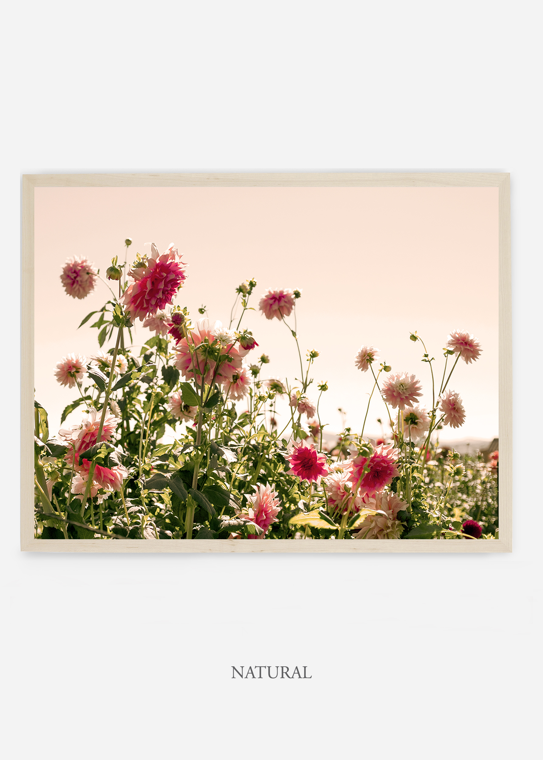 NoMat-Natural-Frame-DahliaNo.7-Wilder-California-Art-Floral-Home-decor-Prints-Dahlia-Botanical-Artwork-Interior-design.jpg