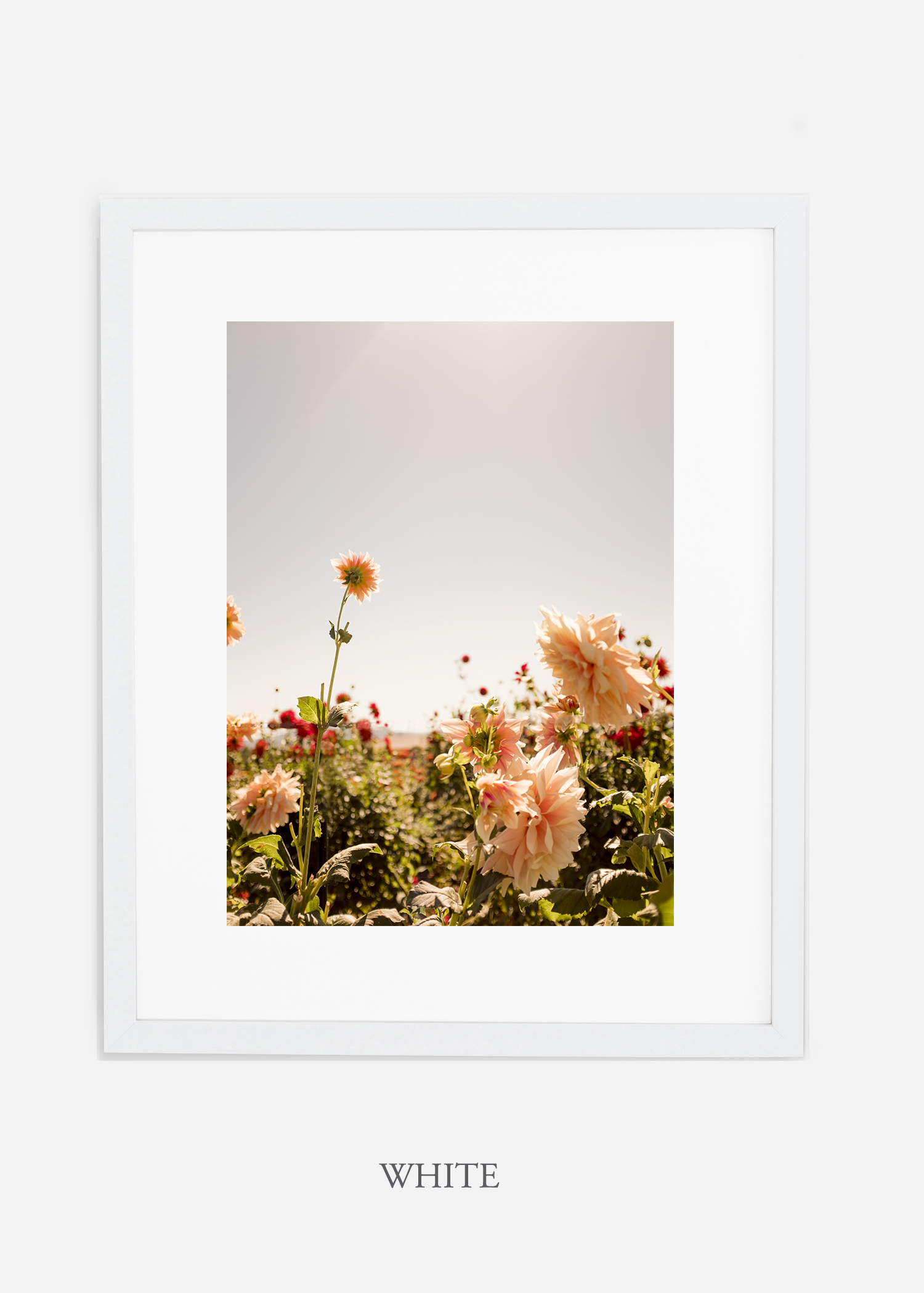 DahliaNo.6-white-frame-mat-interior-design-botanical-print-art-wilder-california-wilder-paper.jpg