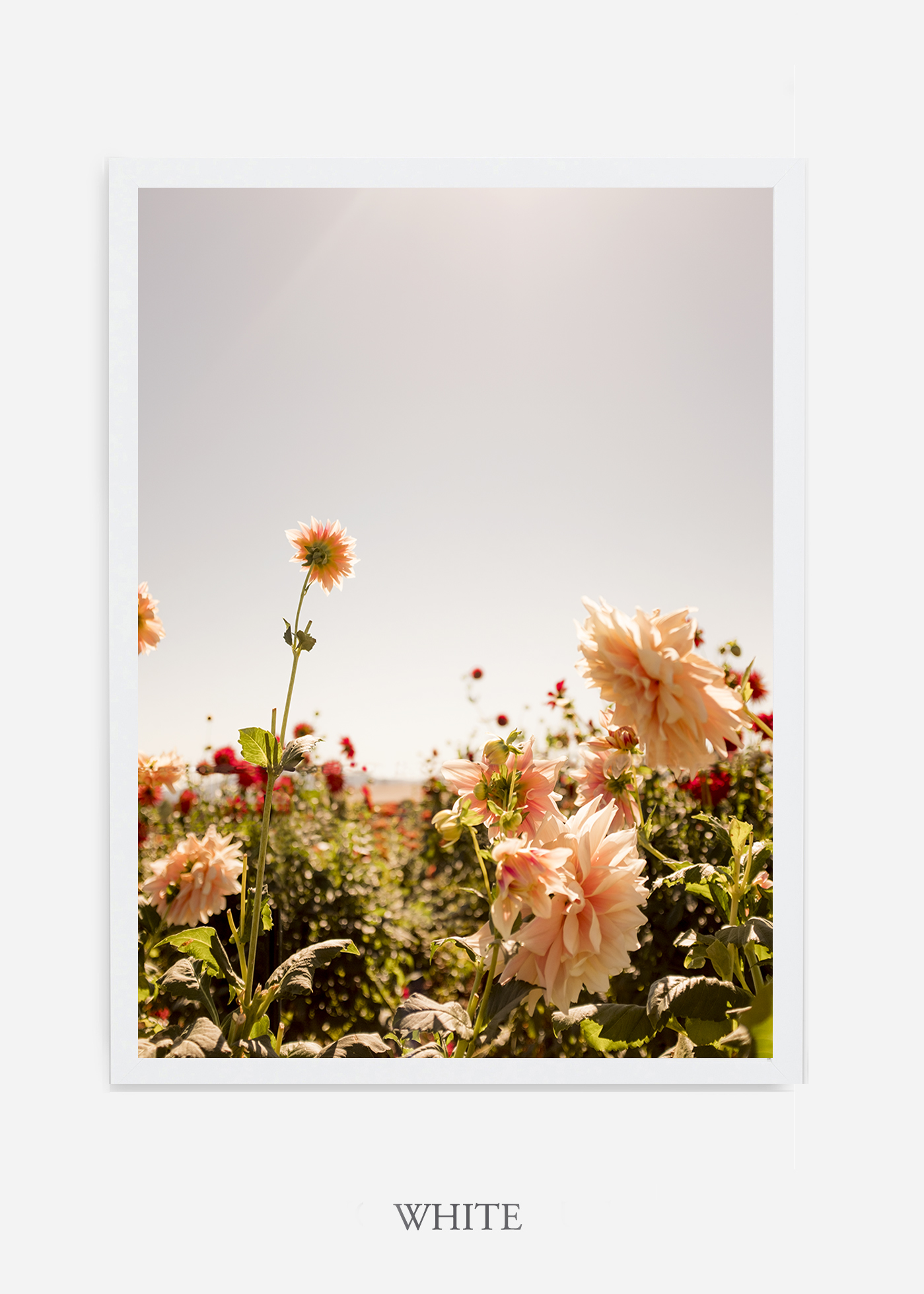 DahliaNo.6-white-frame-interior-design-botanical-print-art-wilder-california-wilder-paper.jpg