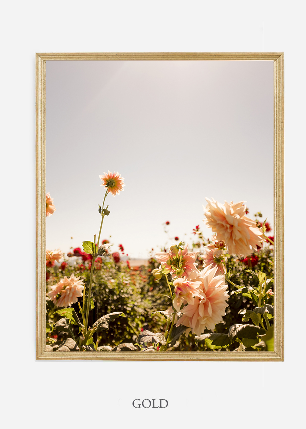 NoMat-Gold-Frame-DahliaNo.6-Wilder-California-Art-Floral-Home-decor-Prints-Dahlia-Botanical-Artwork-Interior-design.jpg