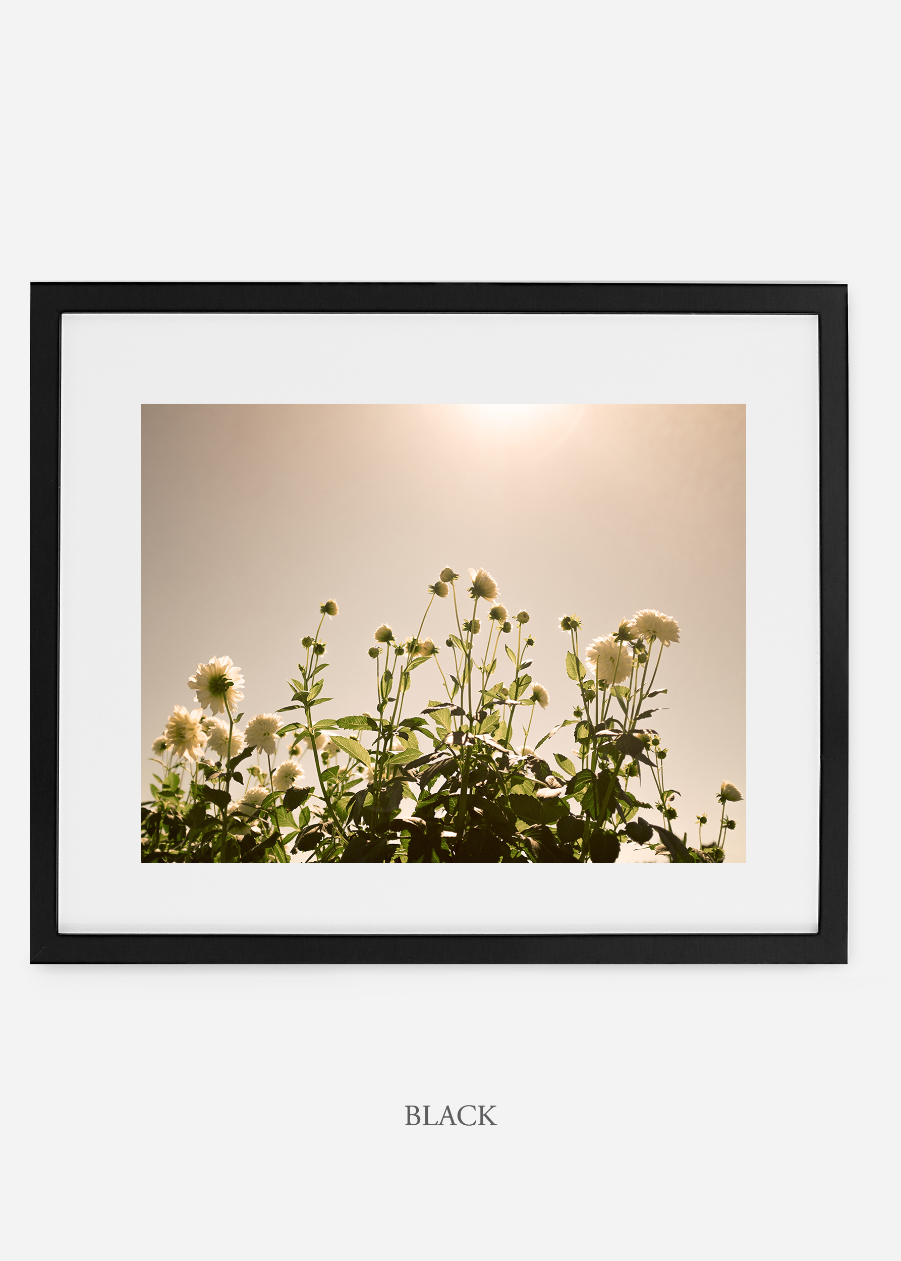 wilder-california-blackframe-dahlia-7-minimal-botanical-print-art-interior-design.jpg