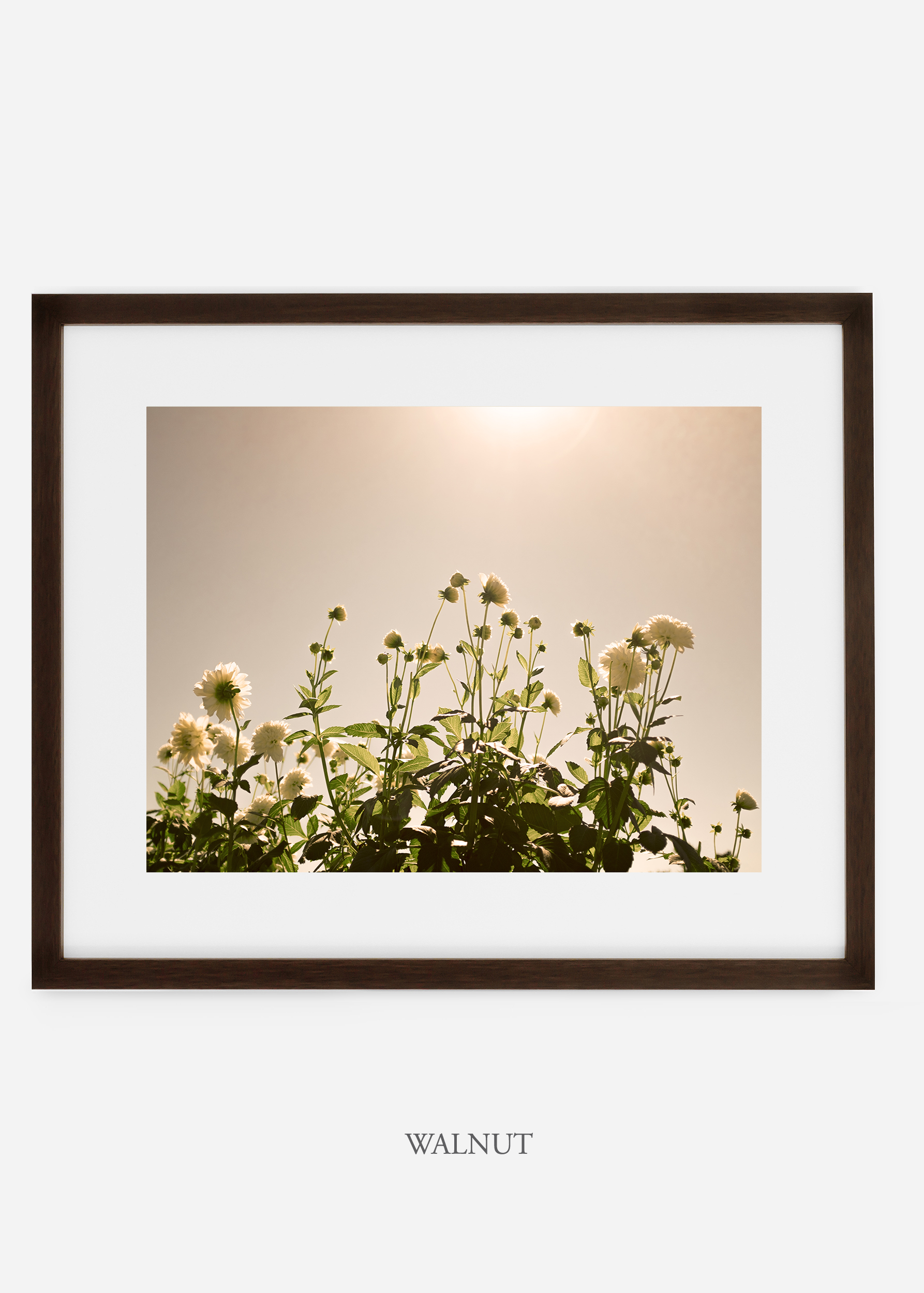 wilder-california-walnutframe-dahlia-7-minimal-botanical-print-art-interior-design.jpg