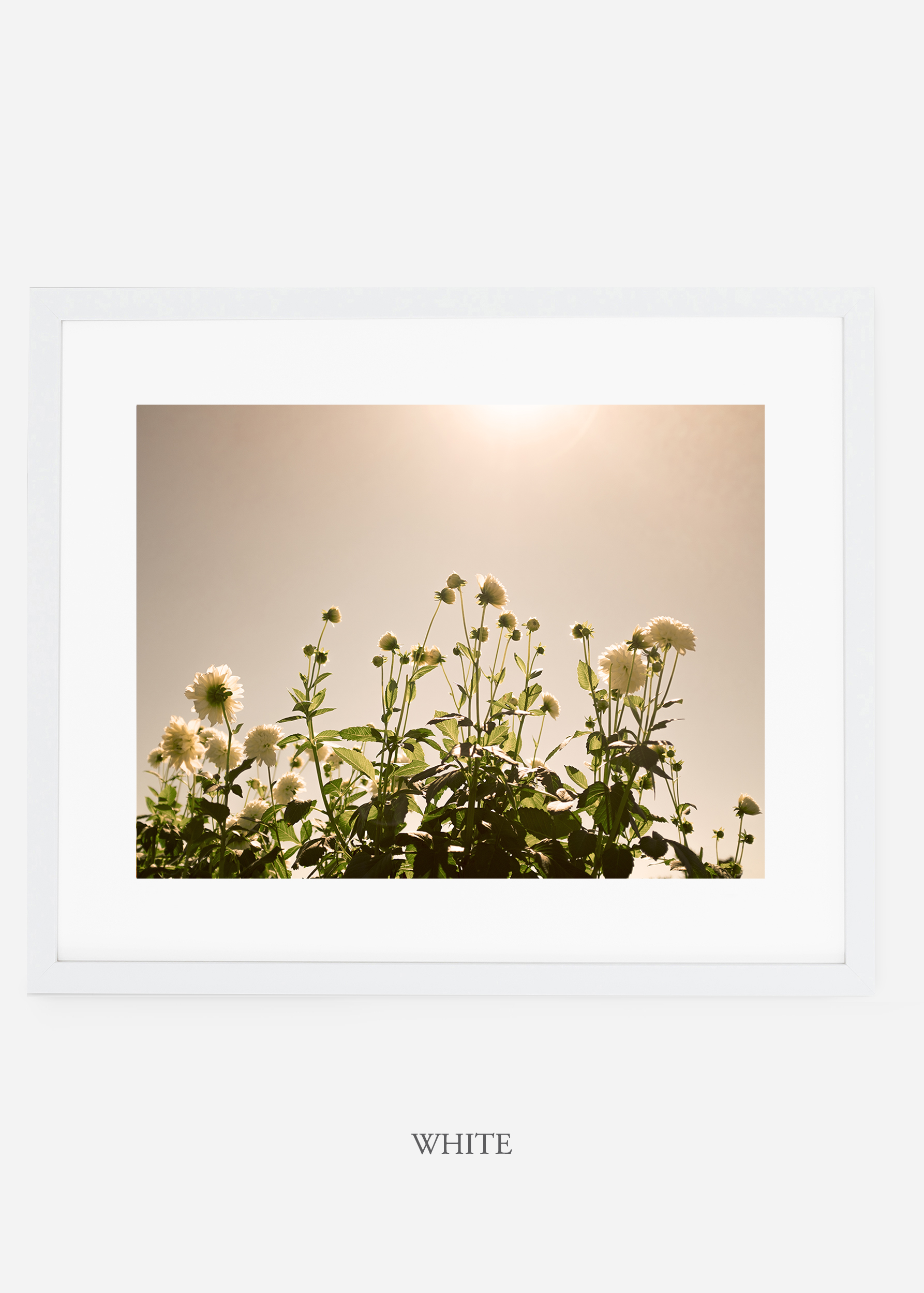 wilder-california-whiteframe-dahlia-7-minimal-botanical-print-art-interior-design.jpg