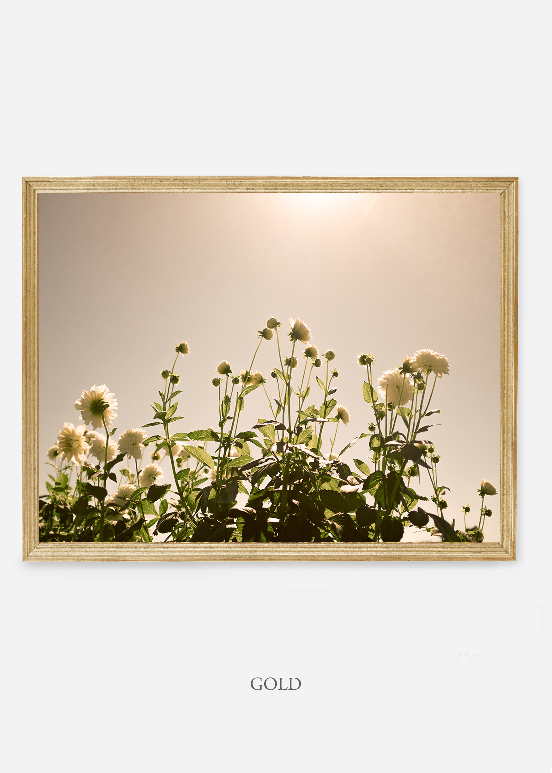 NoMat-Gold-Frame-DahliaNo.7-Wilder-California-Art-Floral-Home-decor-Prints-Dahlia-Botanical-Artwork-Interior-design.jpg