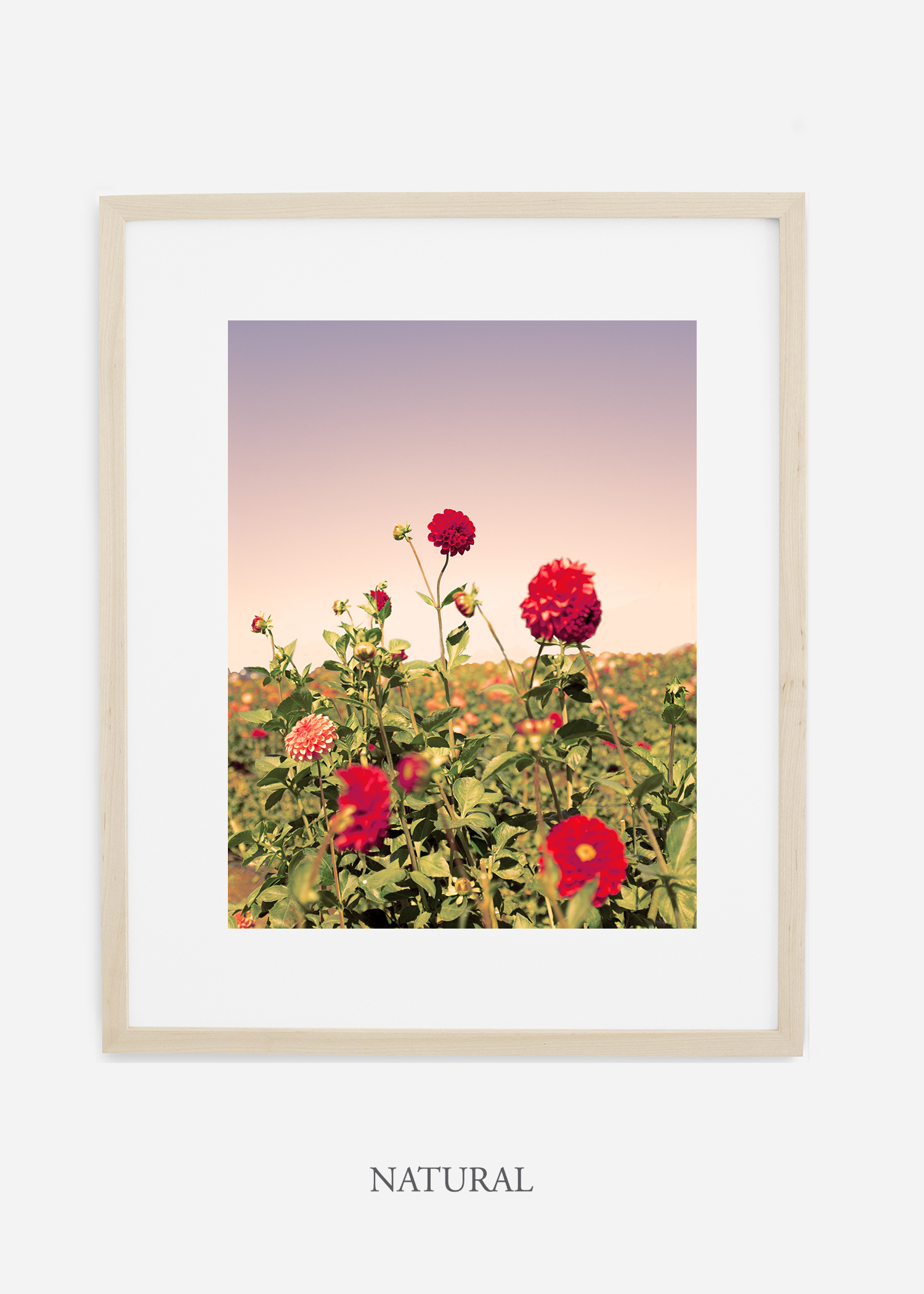 DahliaNo.8-natural-frame-mat-interior-design-botanical-print-art-wilder-california-wilder-paper.jpg