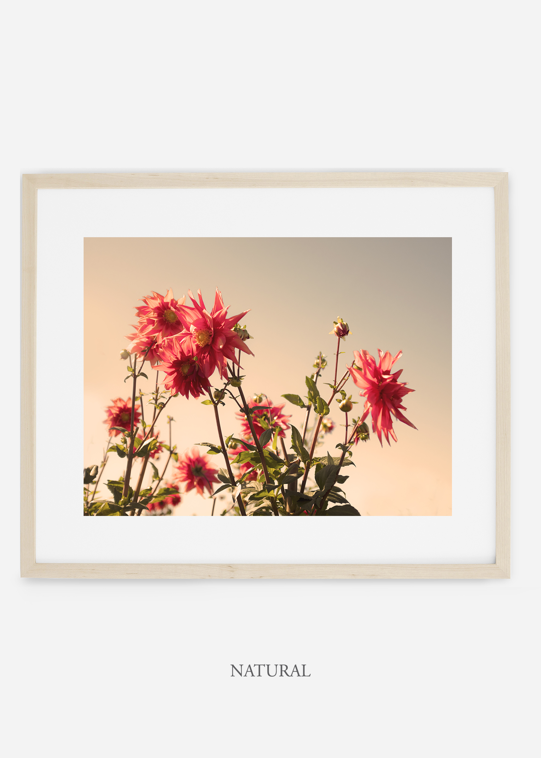 wilder-california-naturalframe-dahlia-9-minimal-botanical-print-art-interior-design.jpg