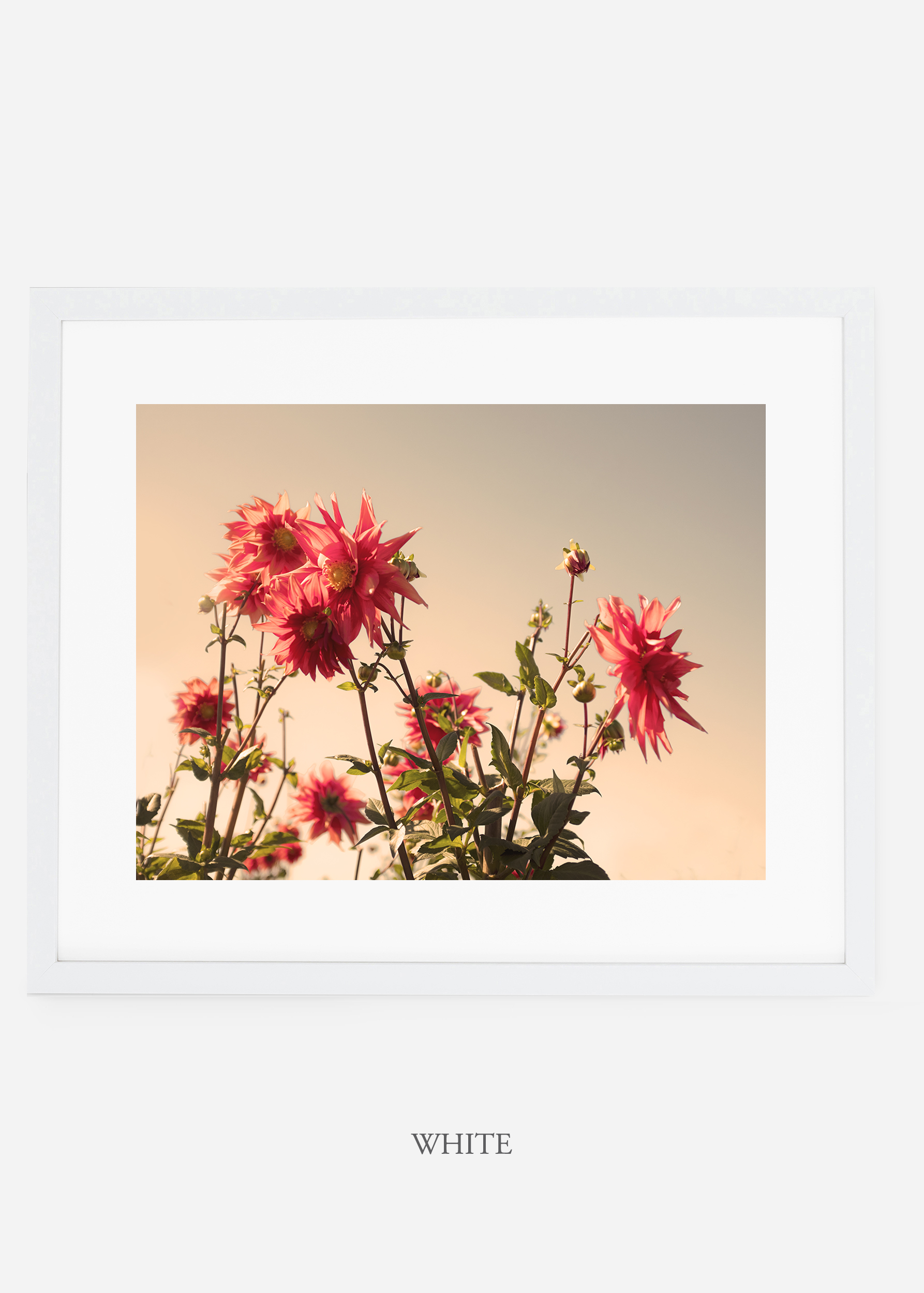 wilder-california-whiteframe-dahlia-9-minimal-botanical-print-art-interior-design.jpg