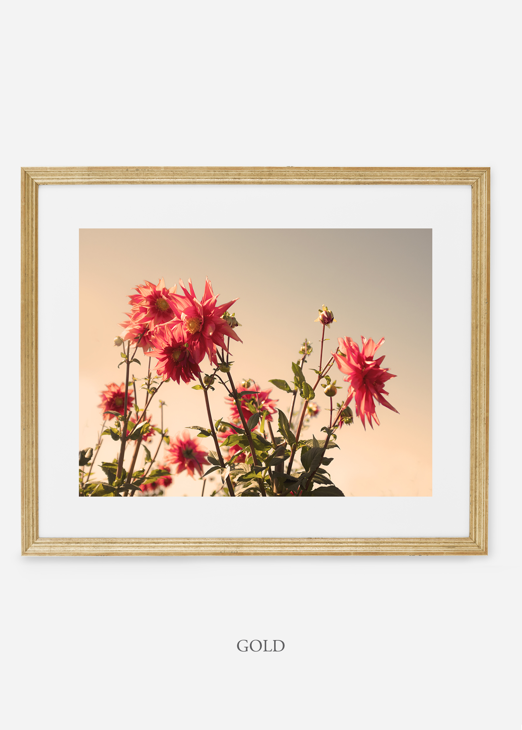 GoldFrame_DahliaNo.9_WilderCalifornia_Art_Floral_Homedecor_Prints_Dahlia_Botanical_Artwork_Interiordesign.jpg