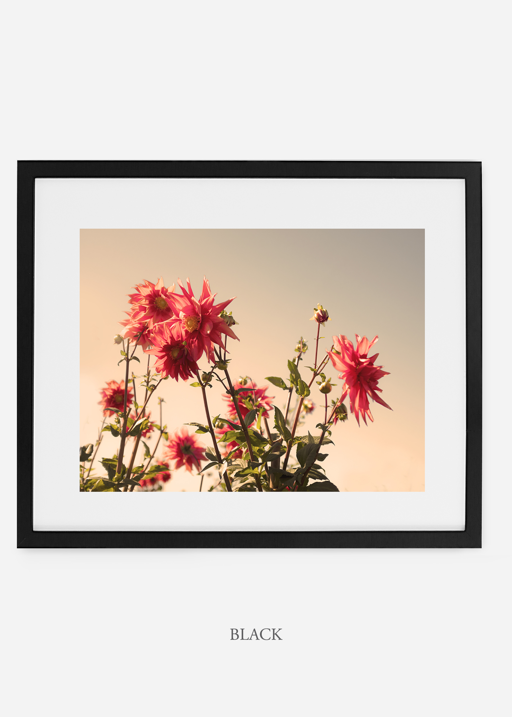 wilder-california-blackframe-dahlia-9-minimal-botanical-print-art-interior-design.jpg