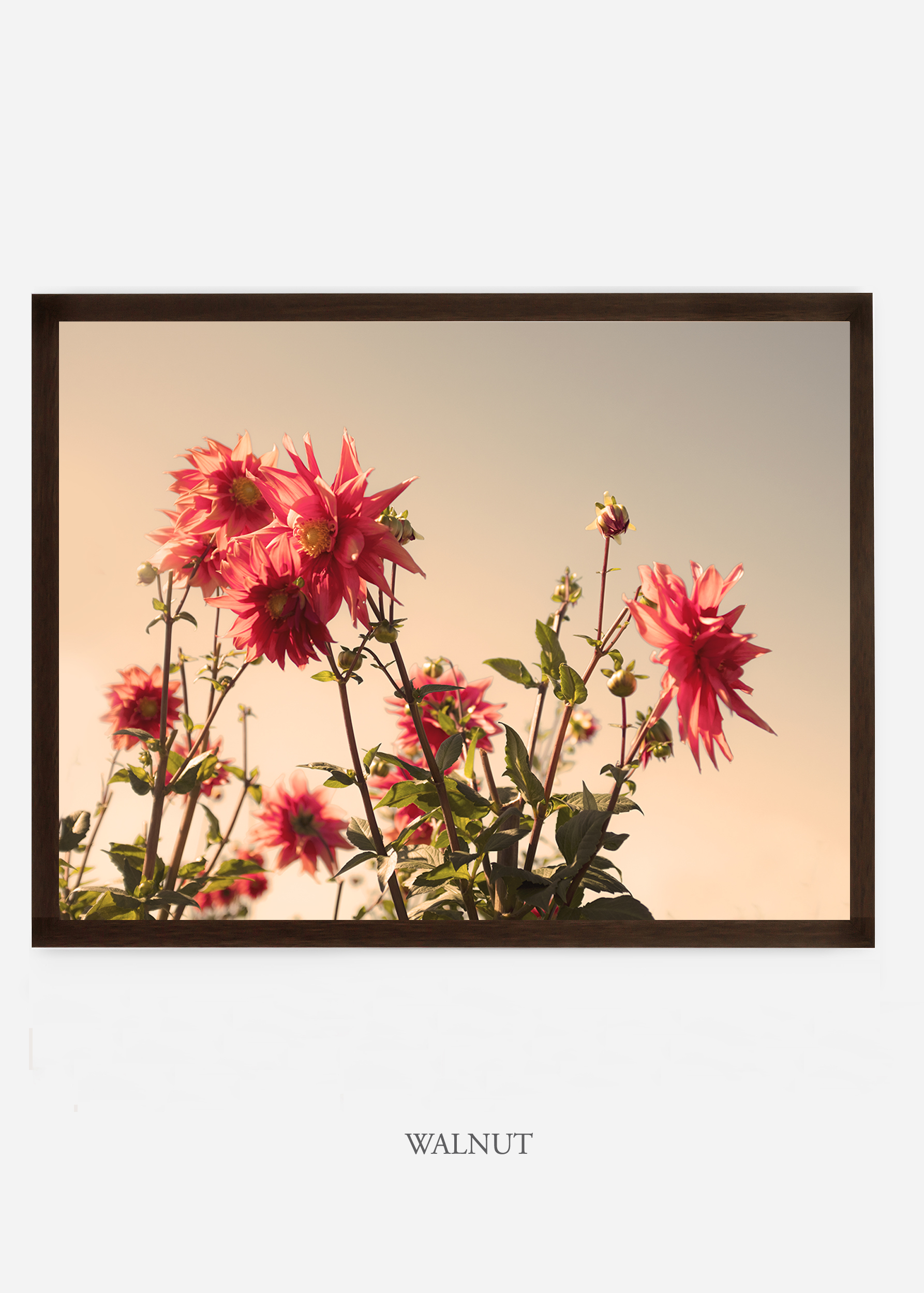 NoMat-DarkWalnutFrame-DahliaNo.9-Wilder-California-Art-Floral-Home-decor-Prints-Dahlia-Botanical-Artwork-Interior-design.jpg