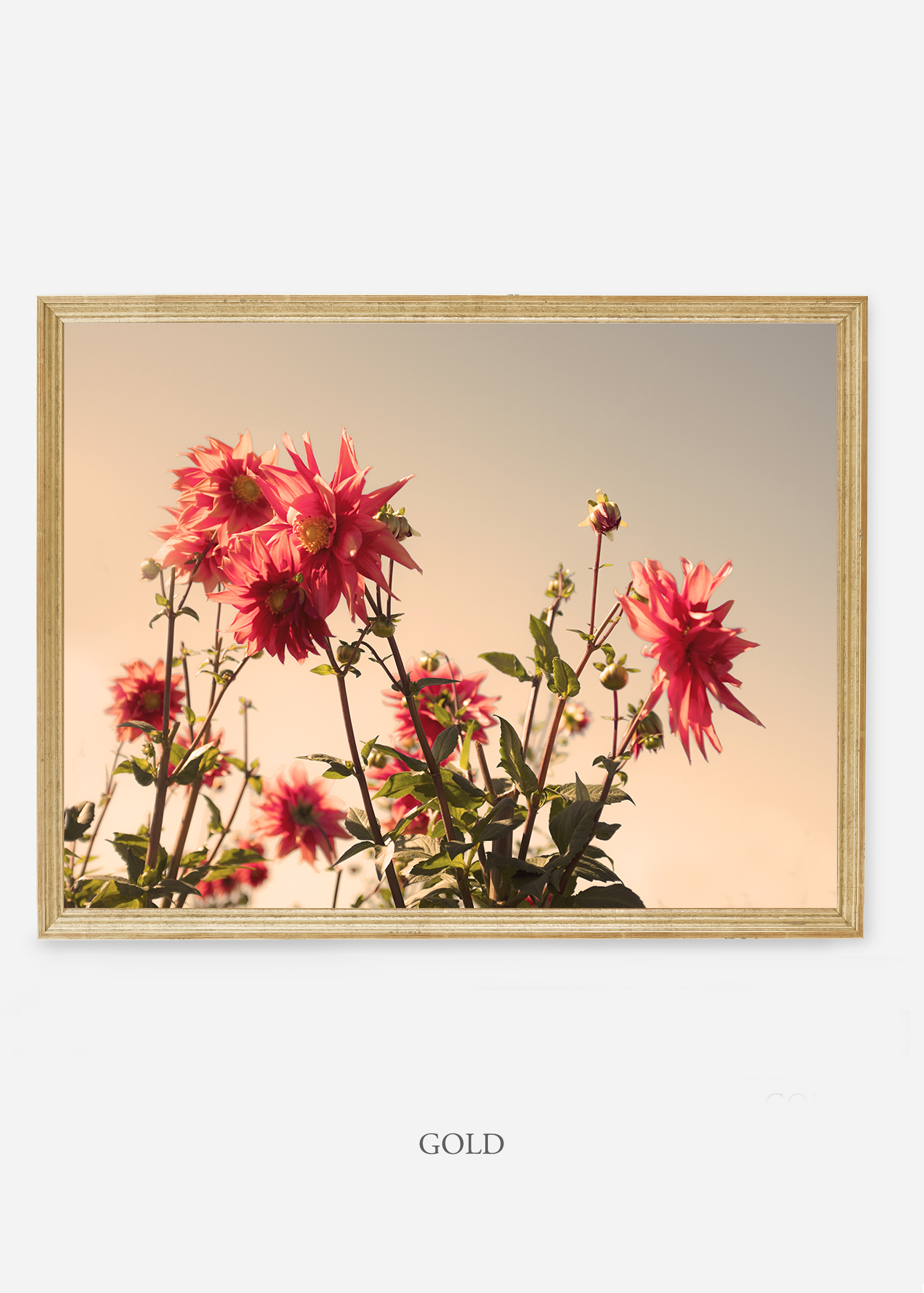 NoMat-Gold-Frame-DahliaNo.9-Wilder-California-Art-Floral-Home-decor-Prints-Dahlia-Botanical-Artwork-Interior-design.jpg