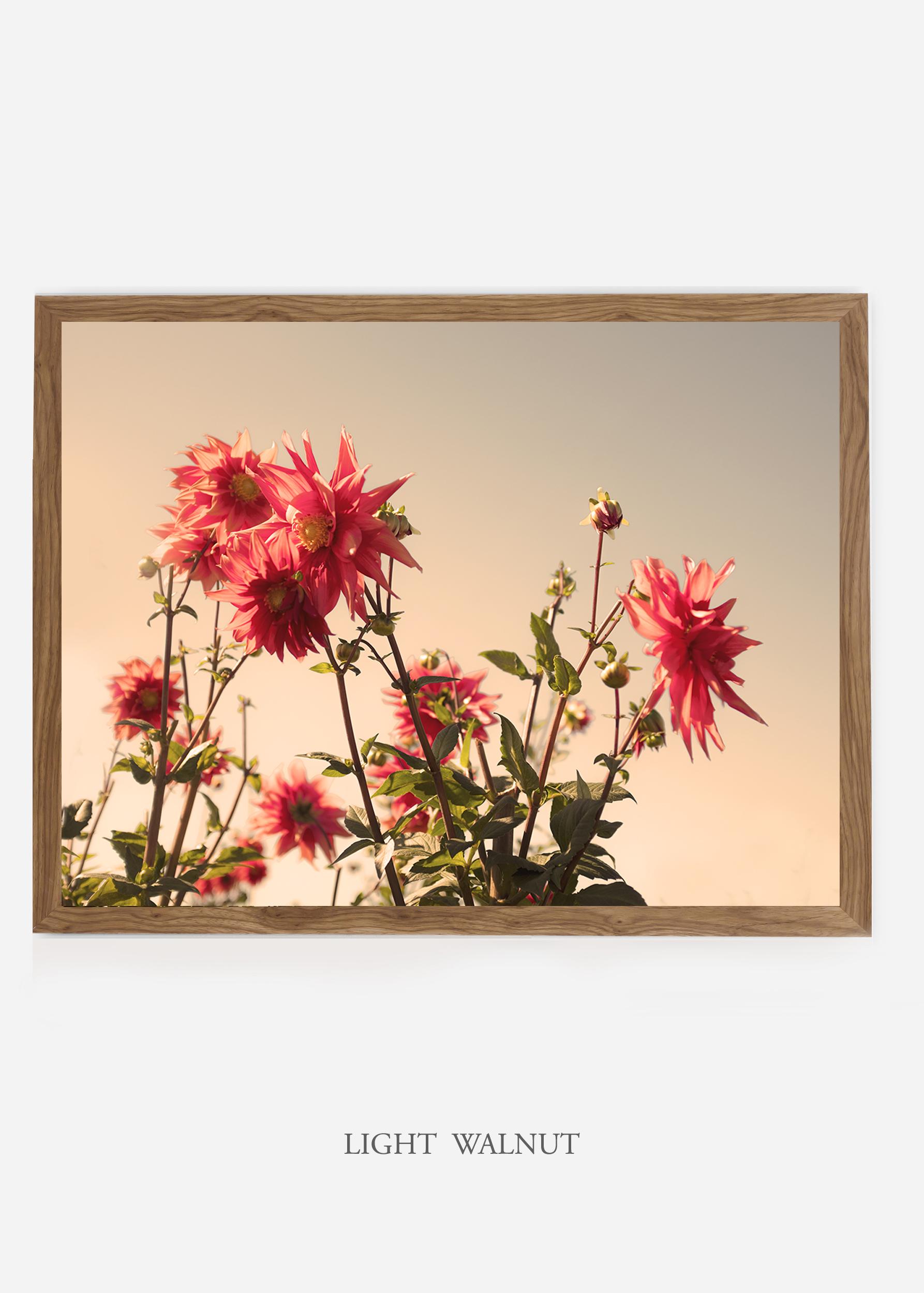 NoMat-LightWalnutFrame-DahliaNo.9-Wilder-California-Art-Floral-Home-decor-Prints-Dahlia-Botanical-Artwork-Interior-design.jpg