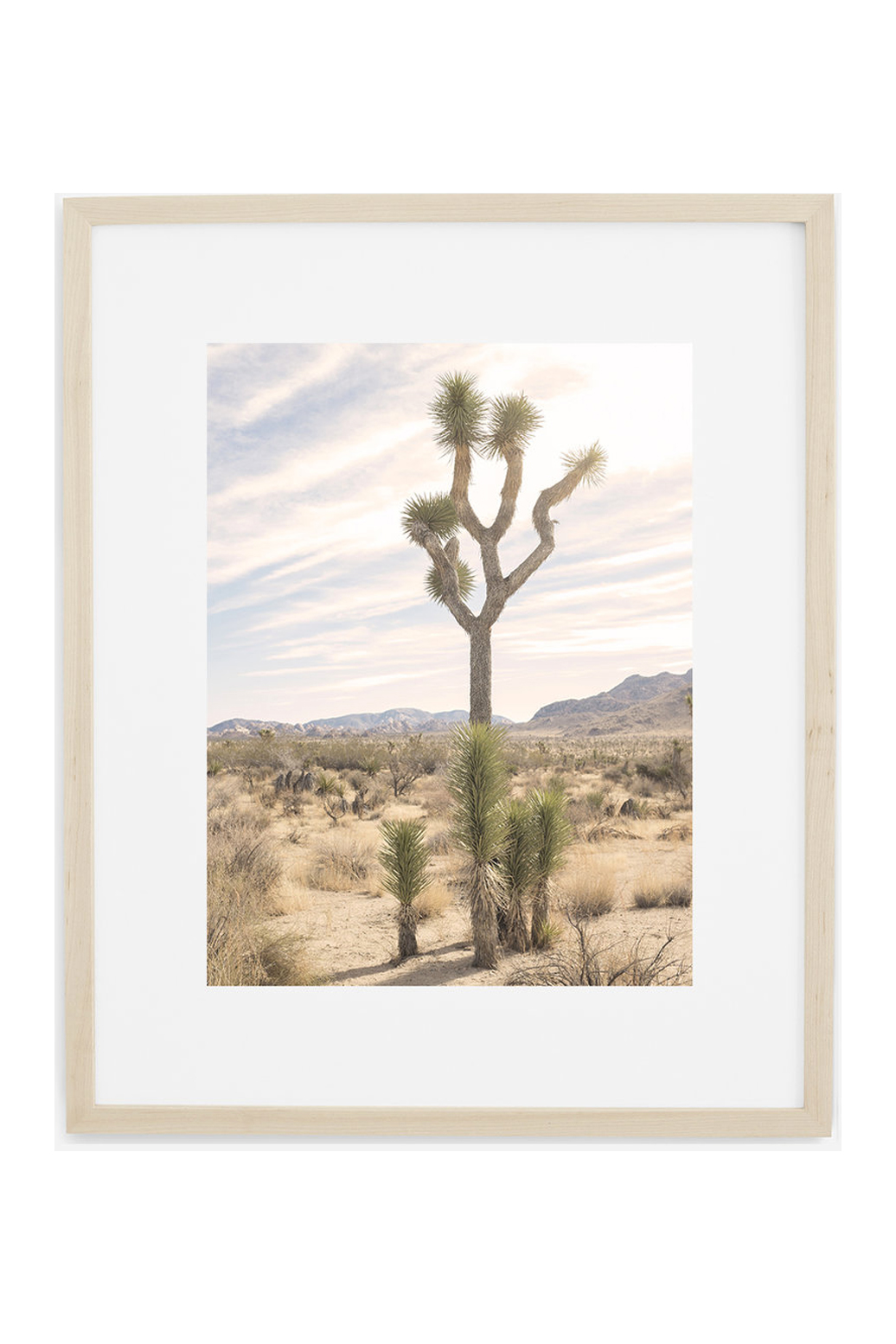 Joshua Tree No. 7