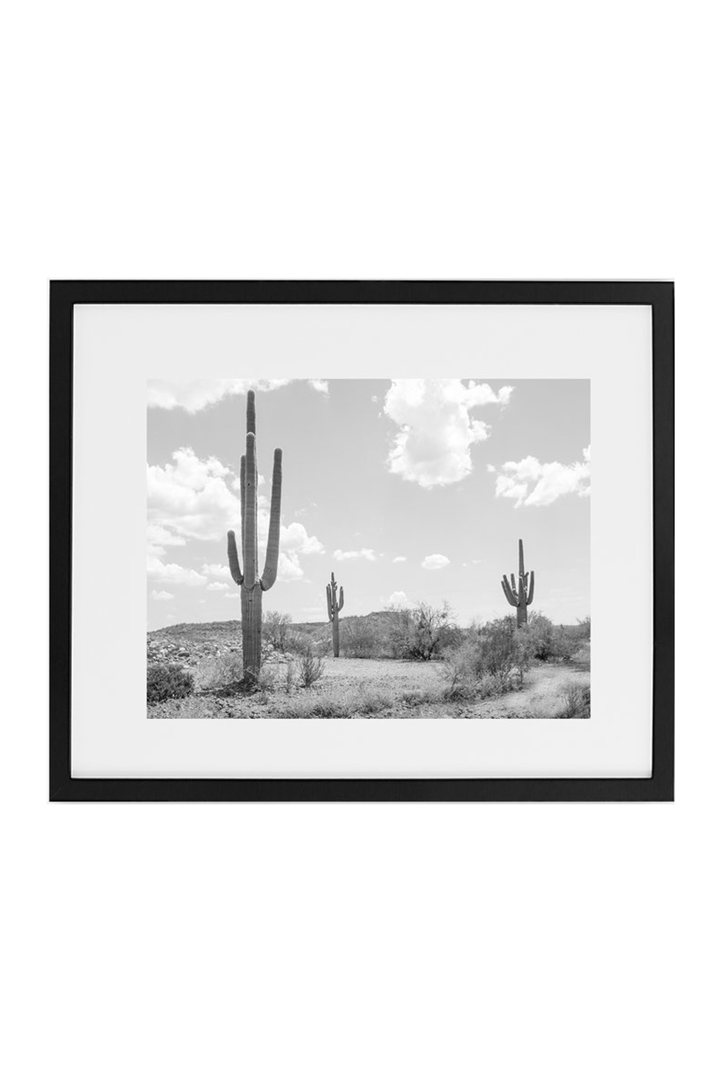 Three Saguaro