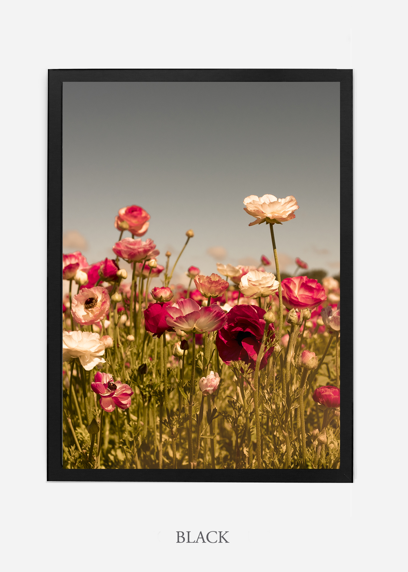 wilder-california-Floral-No.3-black-frame-no-mat-interior-design-botanical-print-art-floral-art.jpg