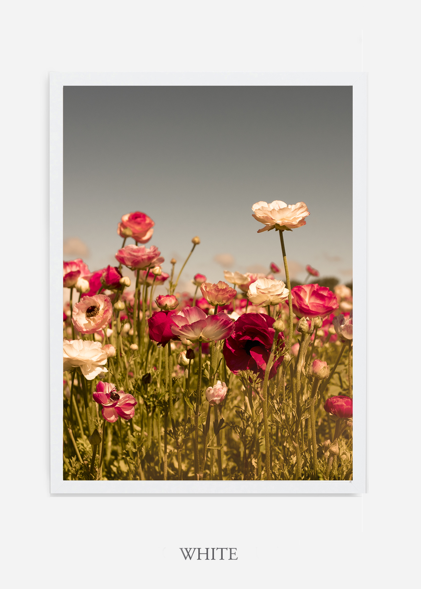 wilder-california-Floral-No.3-white-frame-no-mat-interior-design-botanical-print-art-floral-art.jpg