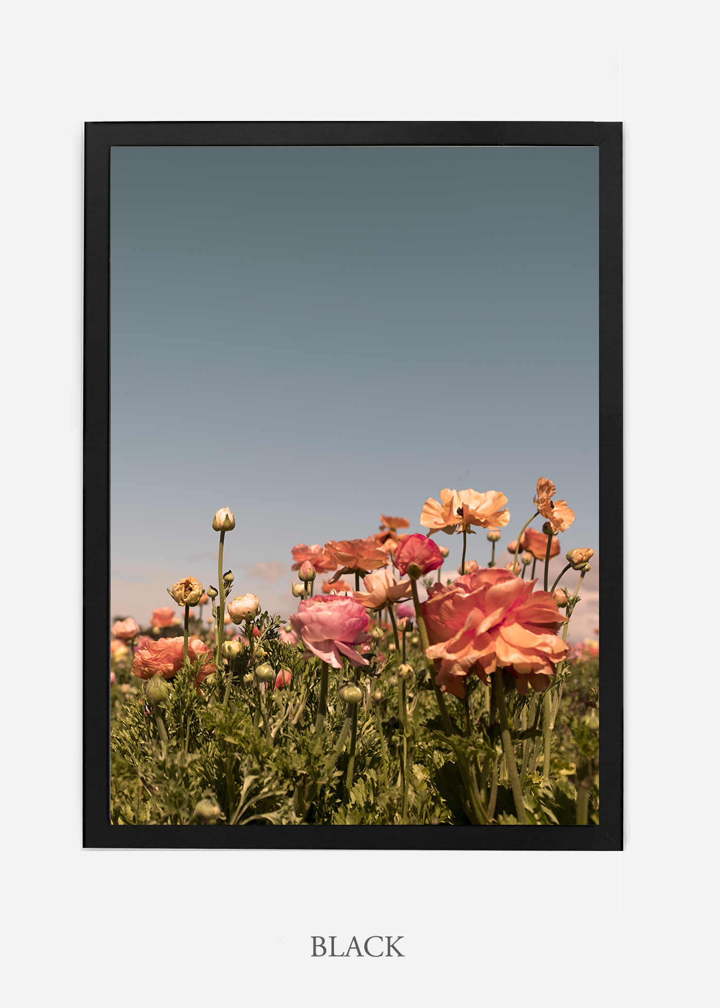 NoMat-Black-Frame-Floral-No-1-Wilder-California-Art-Floral-Home-decor-Prints-Dahlia-Botanical-Artwork-Interior-design.jpg